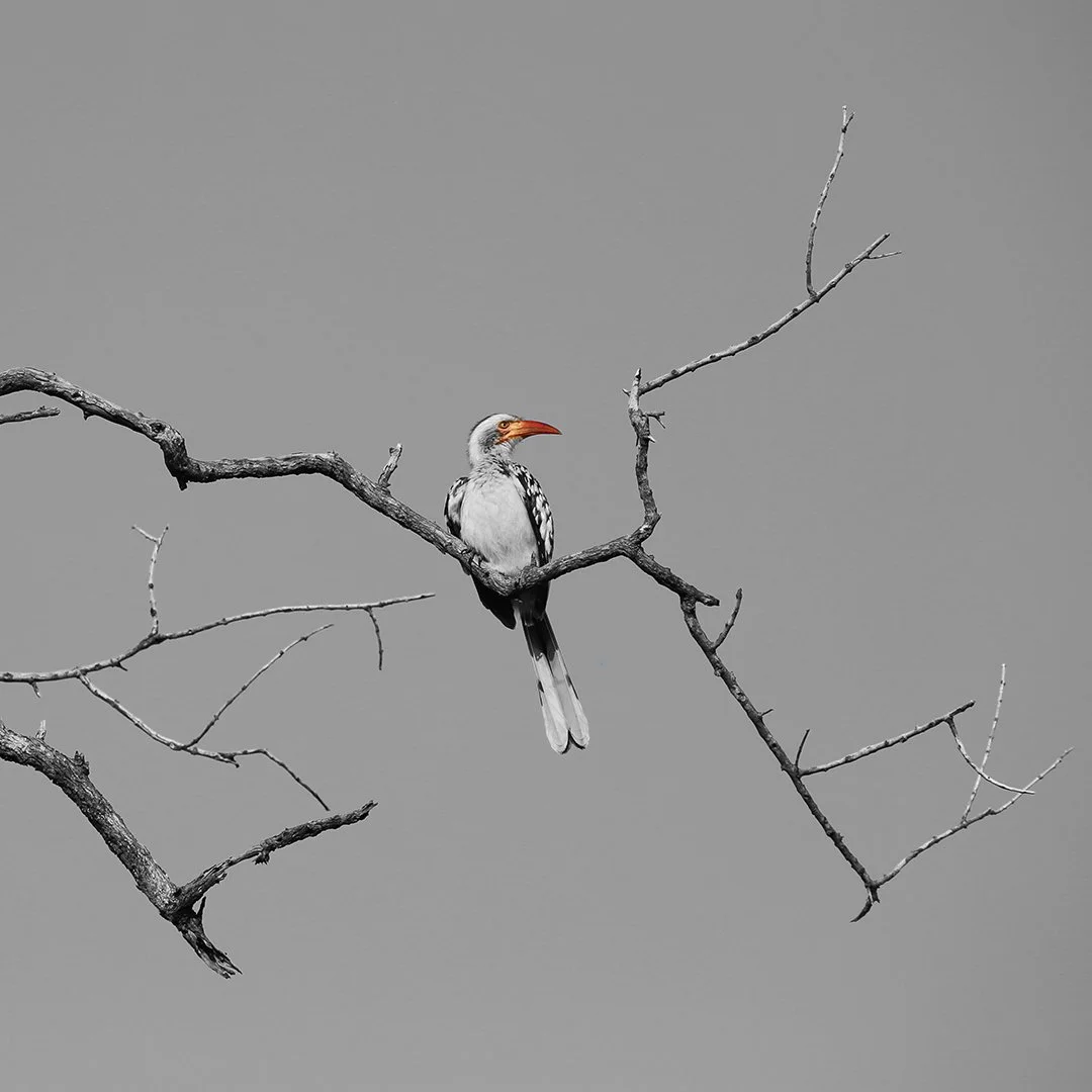 A bird with a gray body, black and white striped wings, and an orange beak perched on a bare, twisted tree branch against a plain gray background.