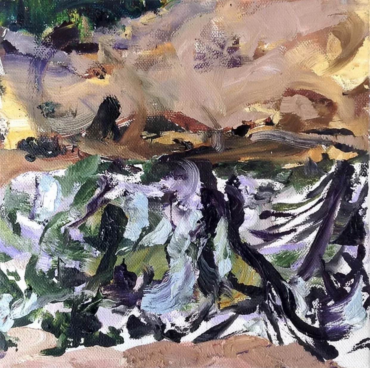 Dana Cohn “Cove at Goldwater”