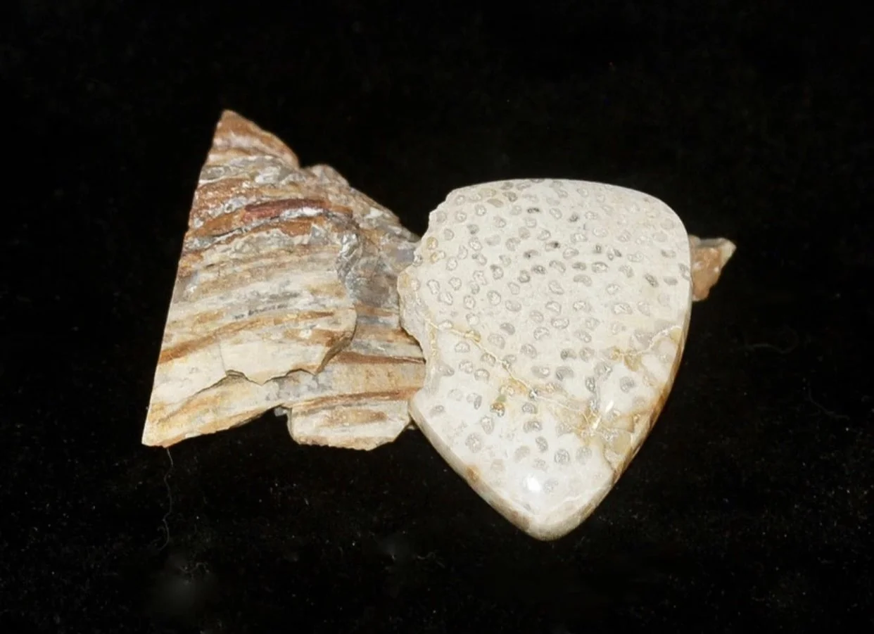 William Simpson “Broken Heart Petrified Palm Wood”