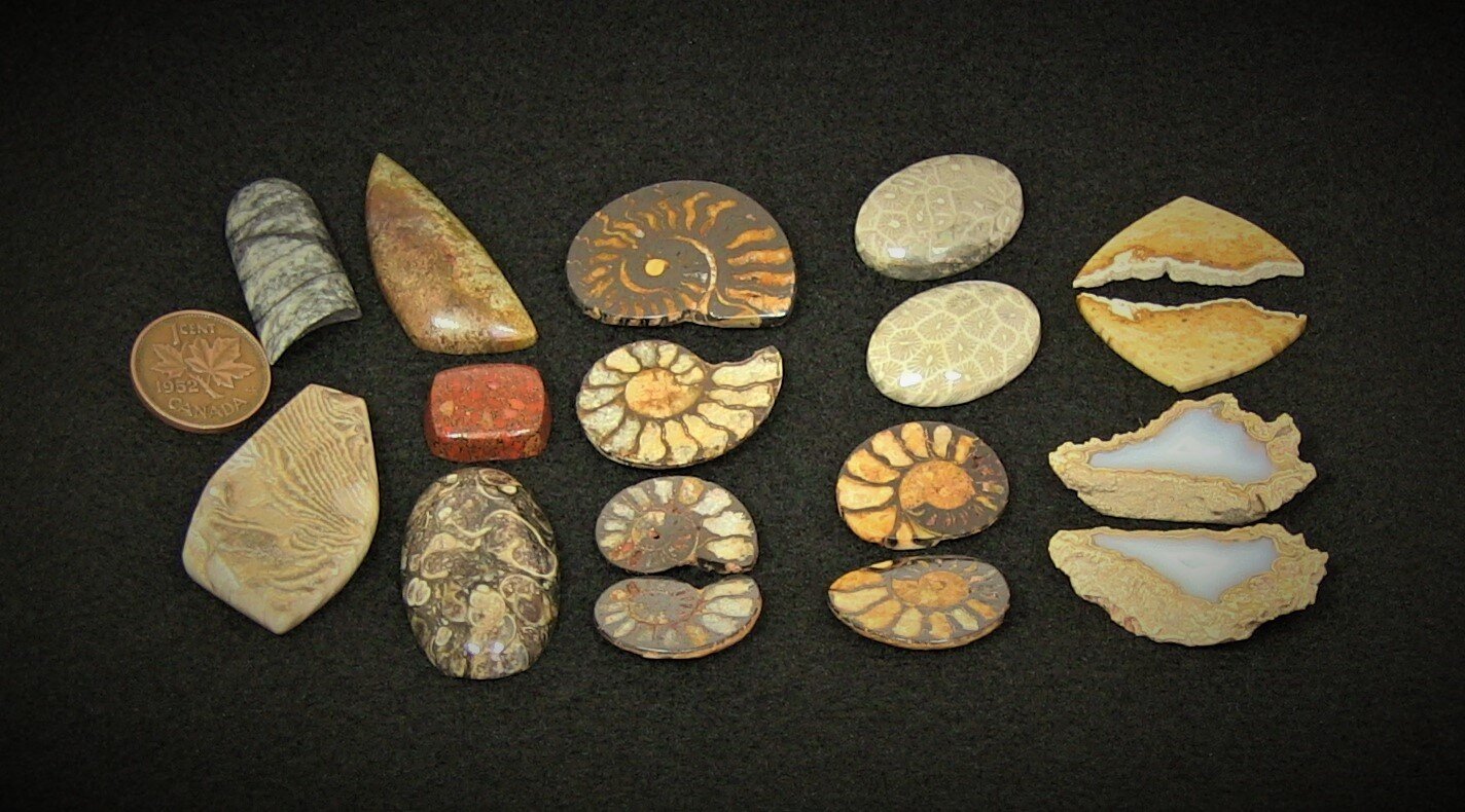 Collection of various fossilized seashells and stones arranged on a black background.
