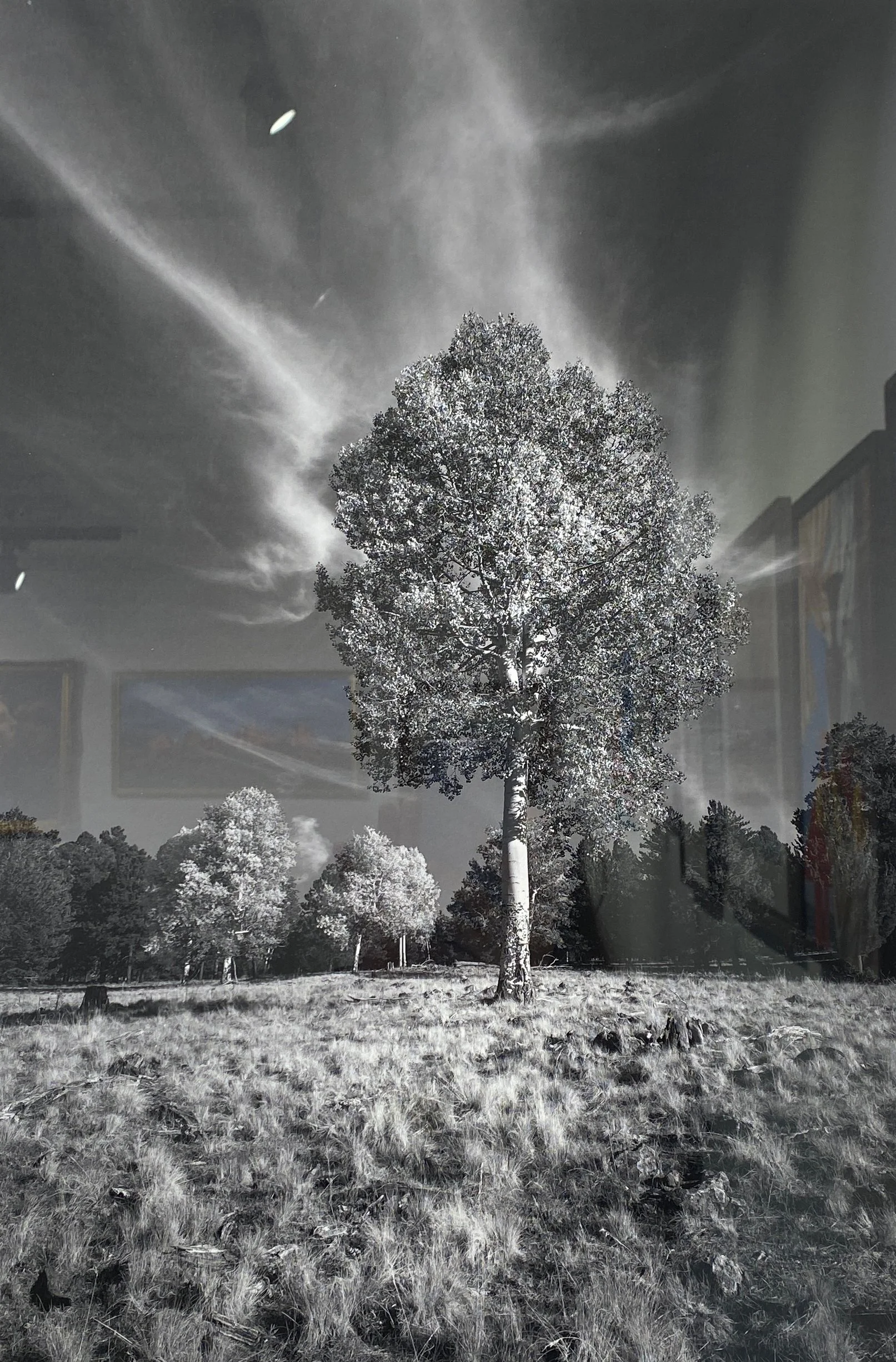 Larry Gallagher "Royalty"