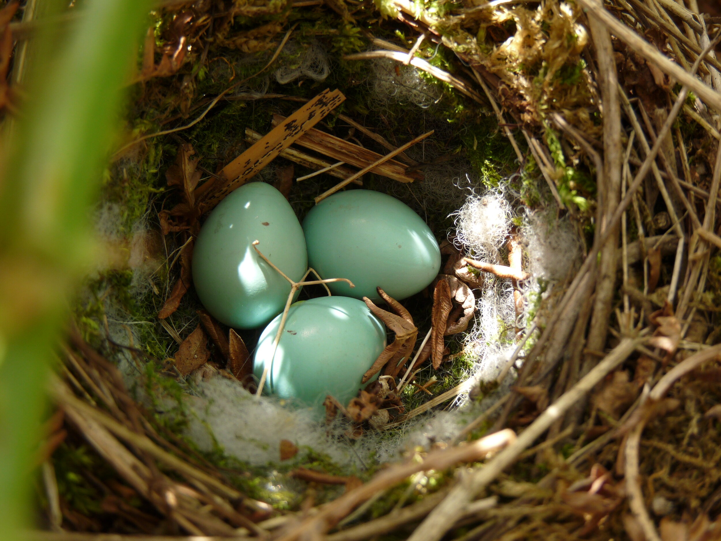 Rewilding begins at Sturminster Newton High School