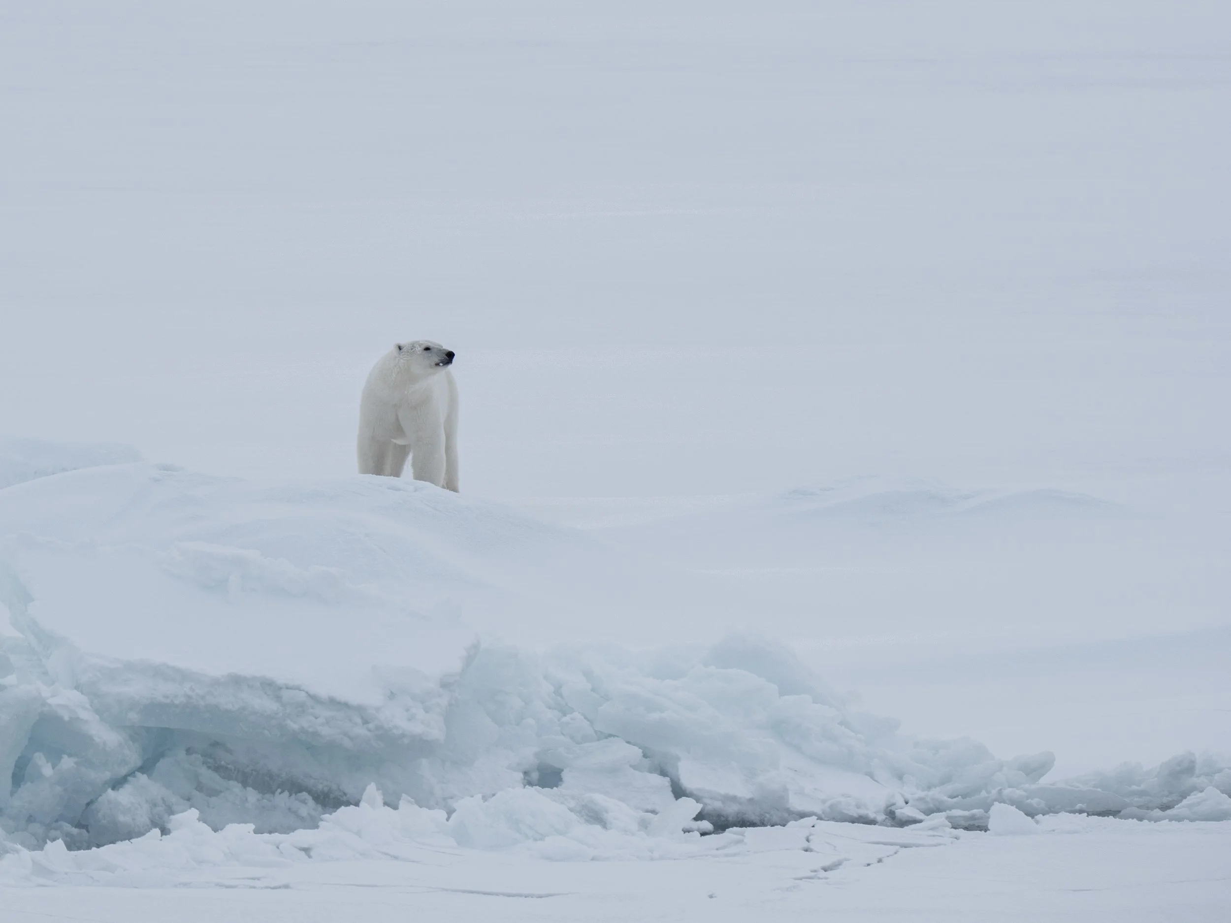 Geographic North Pole photography, North Pole photography, Arctic Ocean photography, Svalbard photography, Spitsbergen photography, Arctic Circle photography, 90 degrees North, polar expedition photography