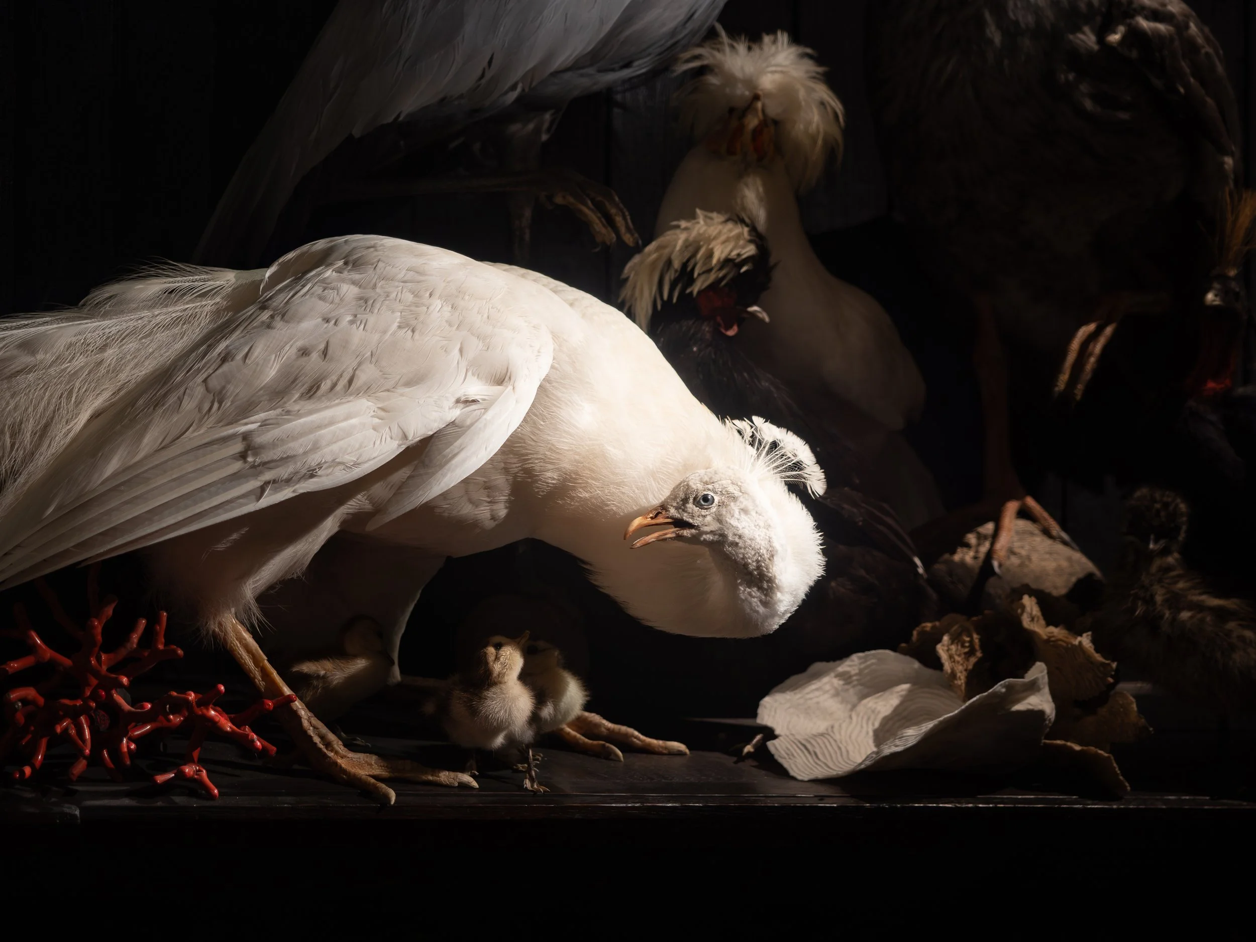 Zoo Museum (sharper version)-3.jpg