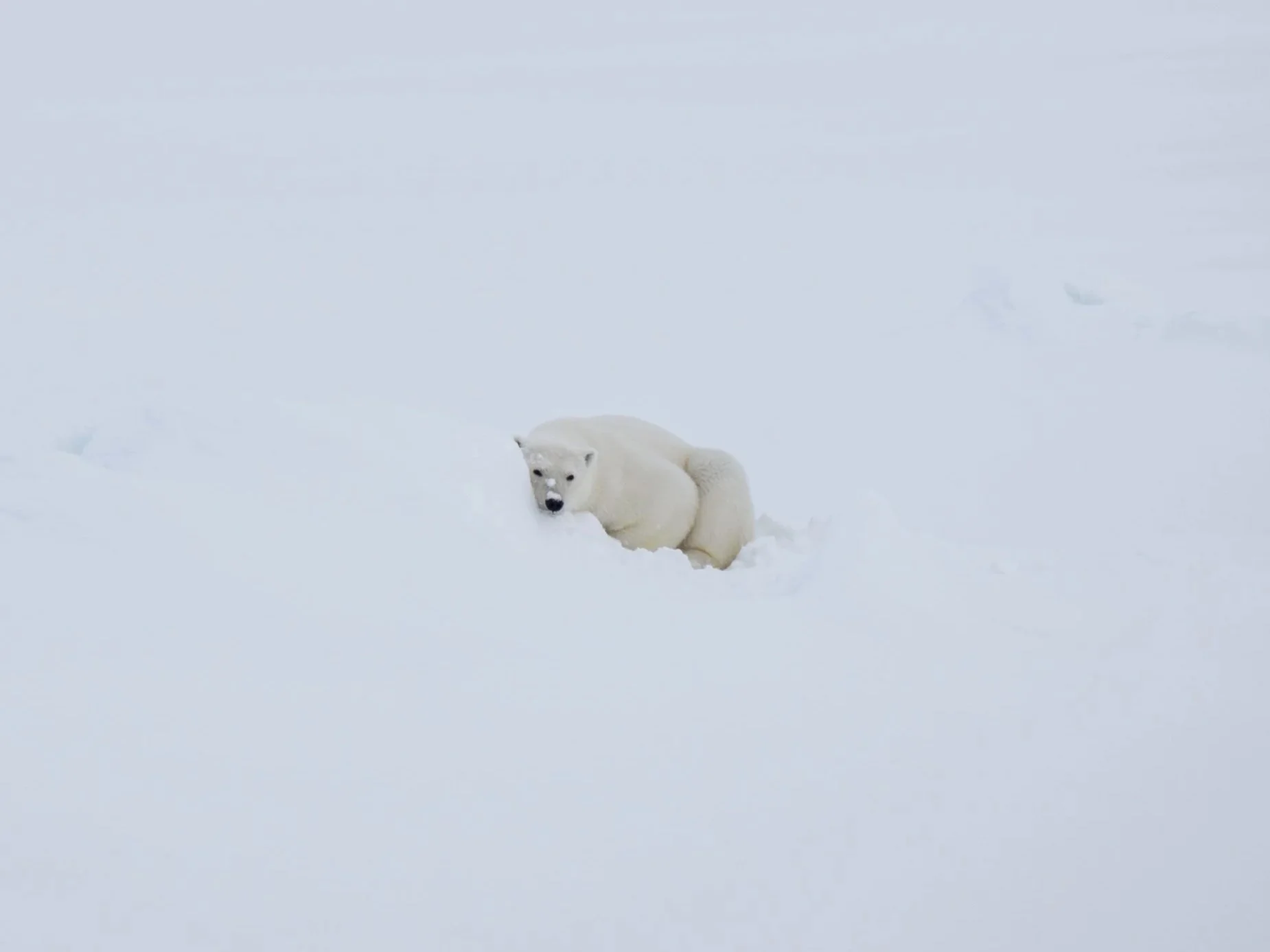 Geographic North Pole photography, North Pole photography, Arctic Ocean photography, Svalbard photography, Spitsbergen photography, Arctic Circle photography, 90 degrees North, polar expedition photography