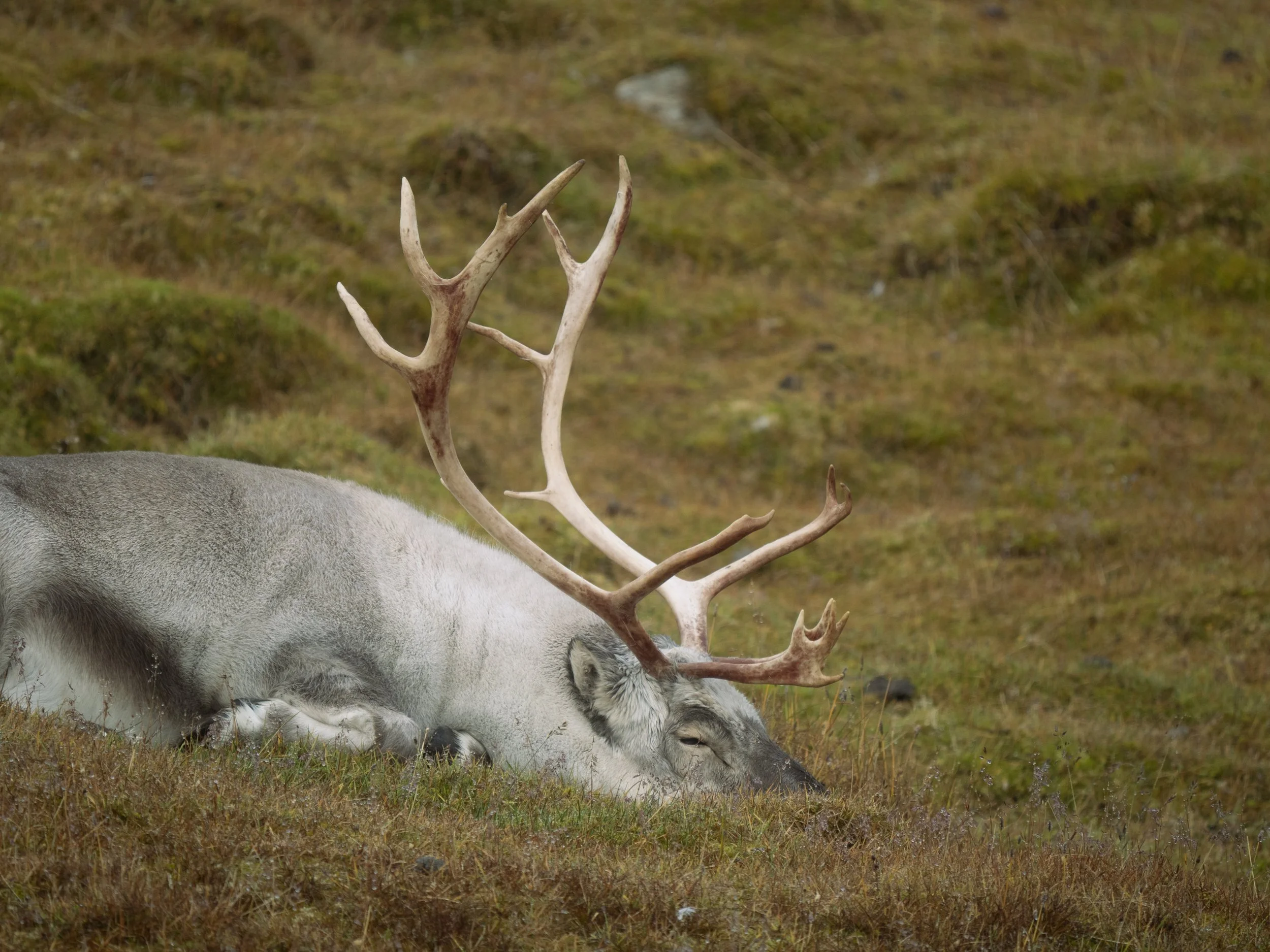 Geographic North Pole photography, North Pole photography, Arctic Ocean photography, Svalbard photography, Spitsbergen photography, Arctic Circle photography, 90 degrees North, polar expedition photography