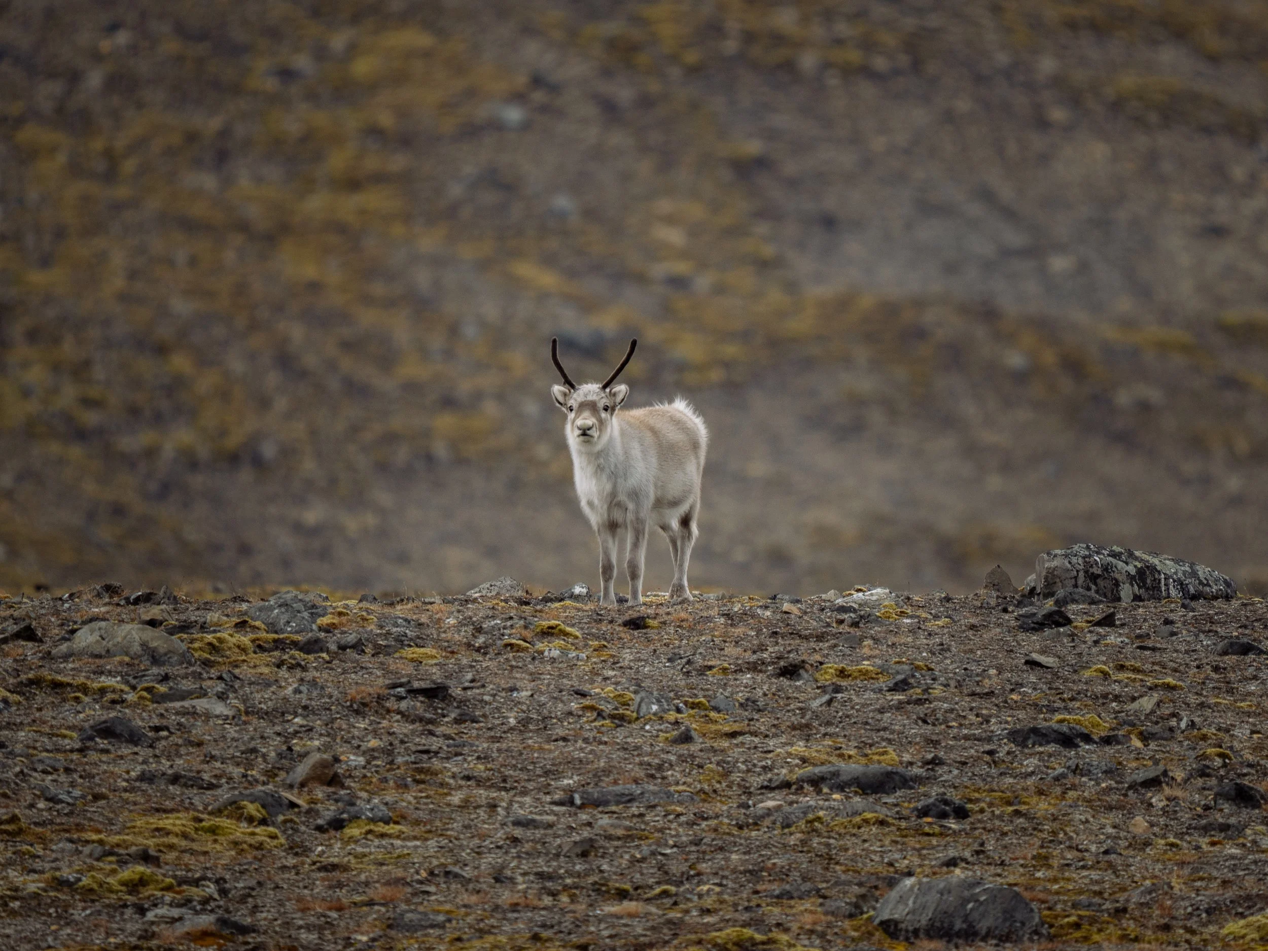 Geographic North Pole photography, North Pole photography, Arctic Ocean photography, Svalbard photography, Spitsbergen photography, Arctic Circle photography, 90 degrees North, polar expedition photography