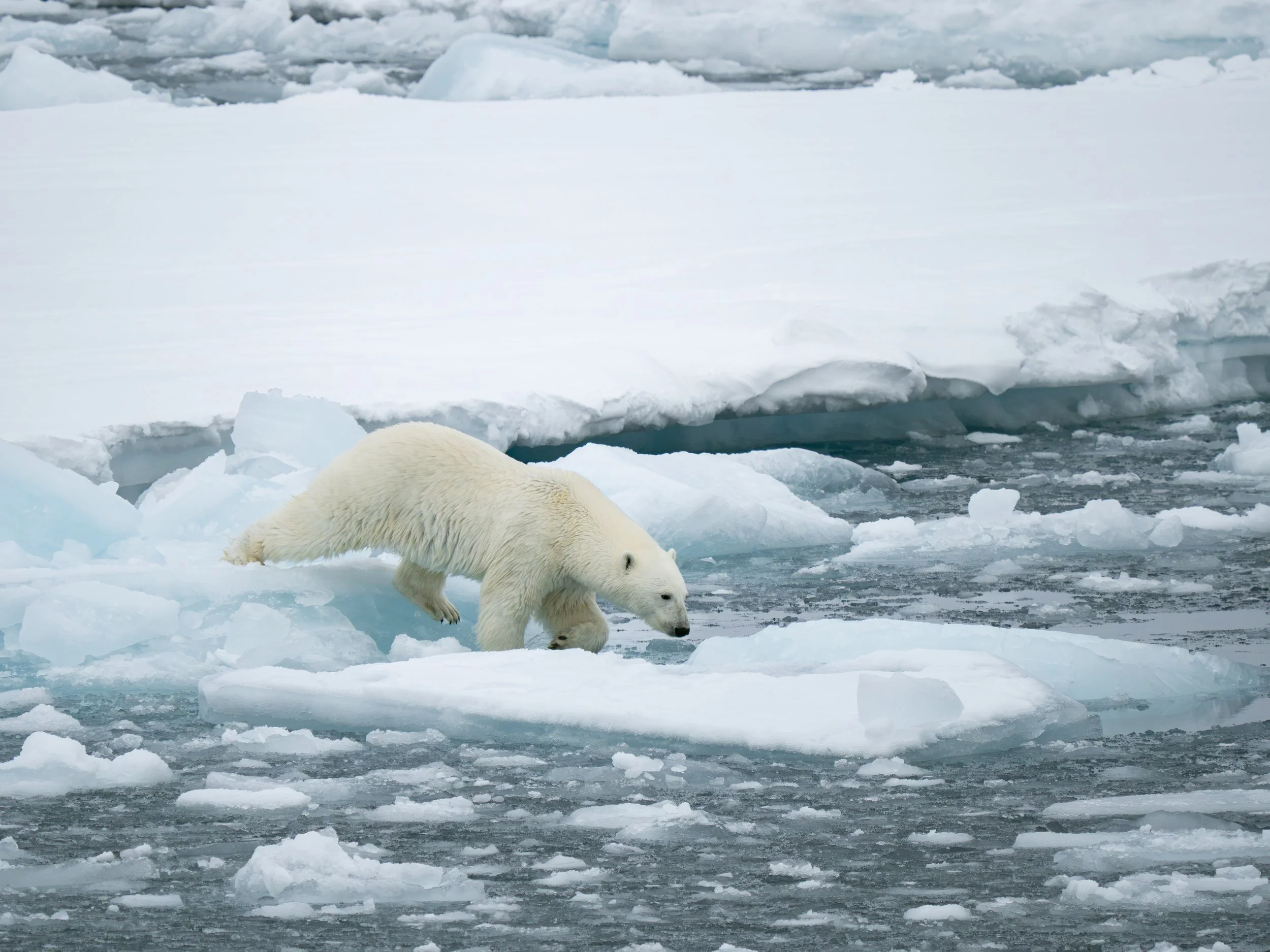 Geographic North Pole photography, North Pole photography, Arctic Ocean photography, Svalbard photography, Spitsbergen photography, Arctic Circle photography, 90 degrees North, polar expedition photography