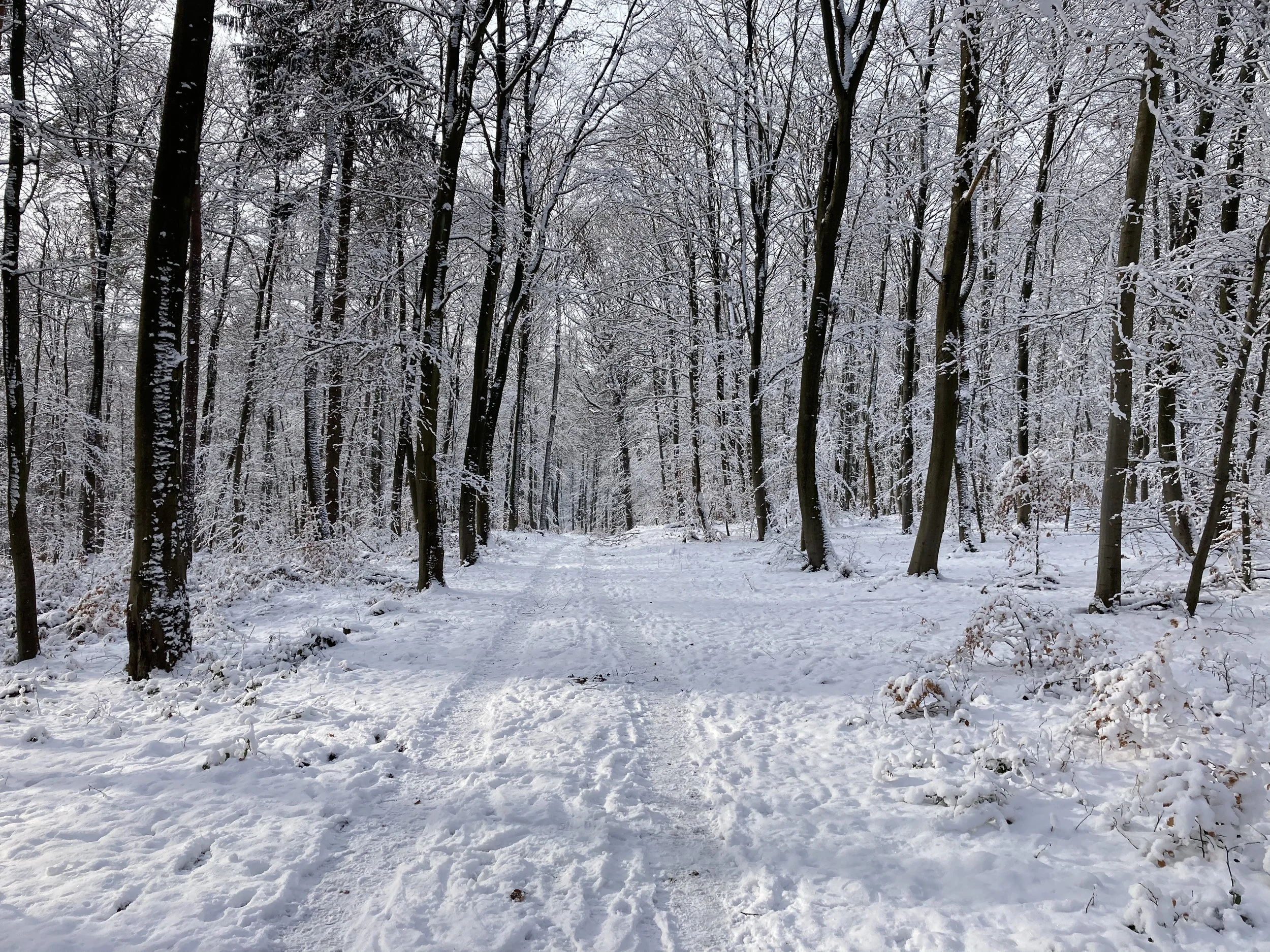 19. November 17:00 Uhr St. Gangolf - Differten