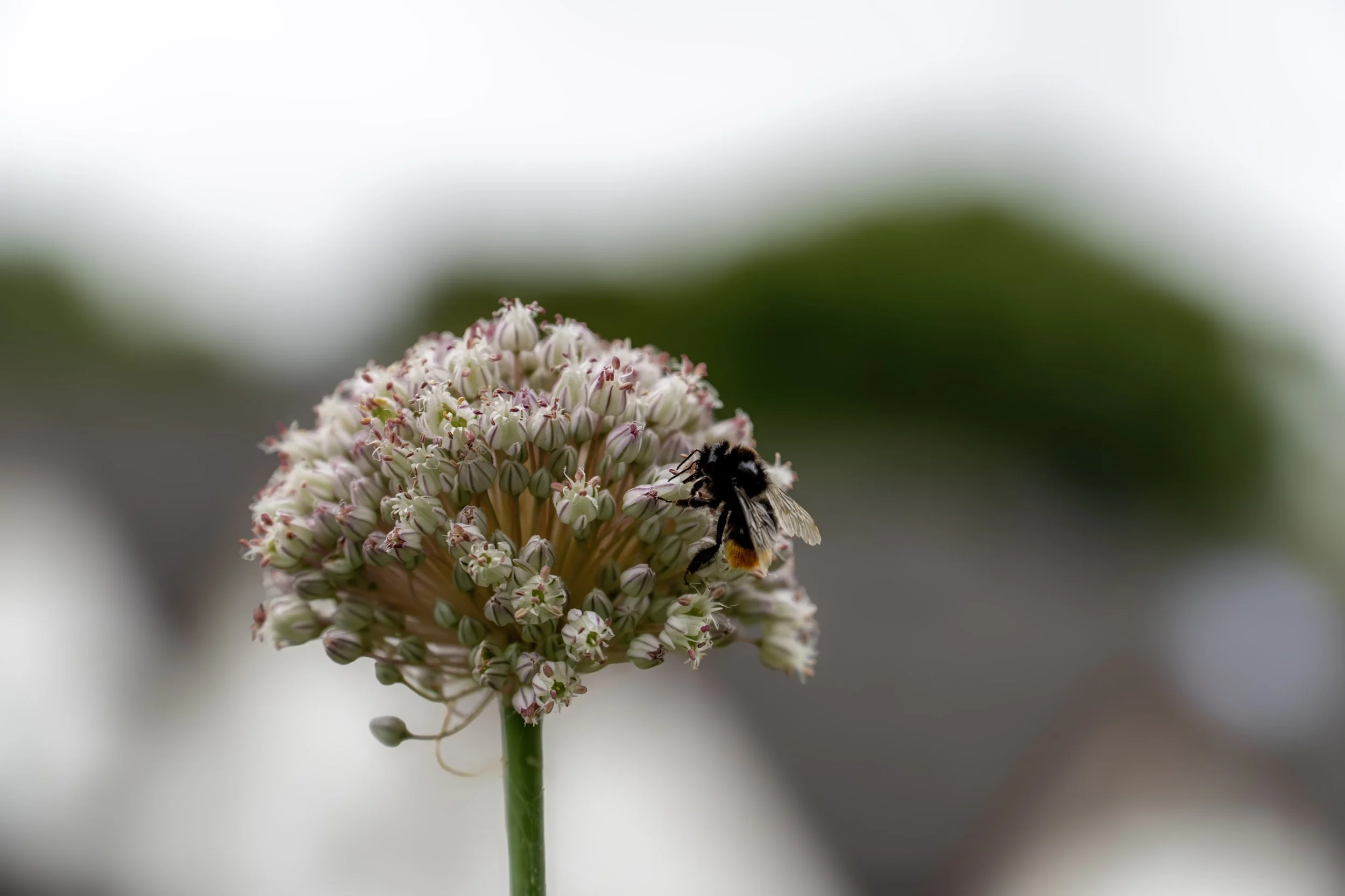 Humlen koser seg på Sommeren