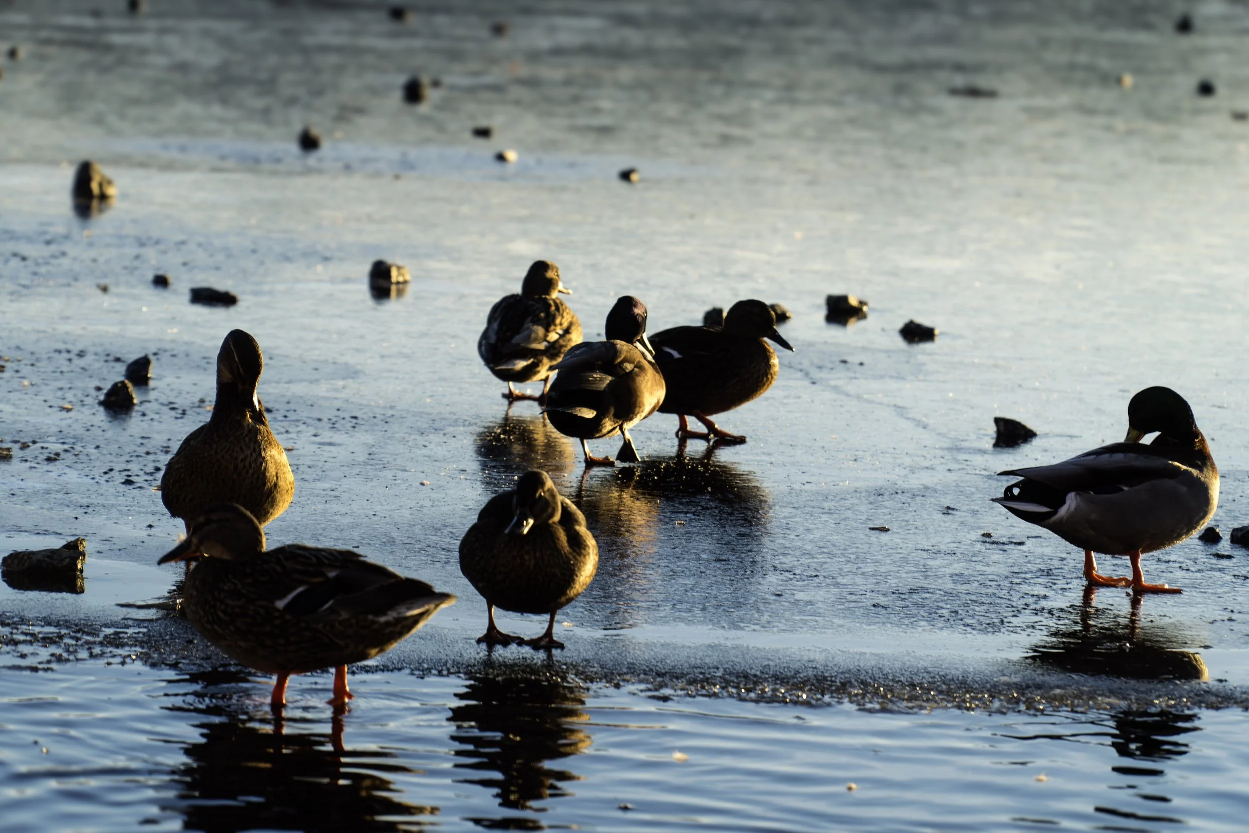 Ender ved Holmen, Jørpeland