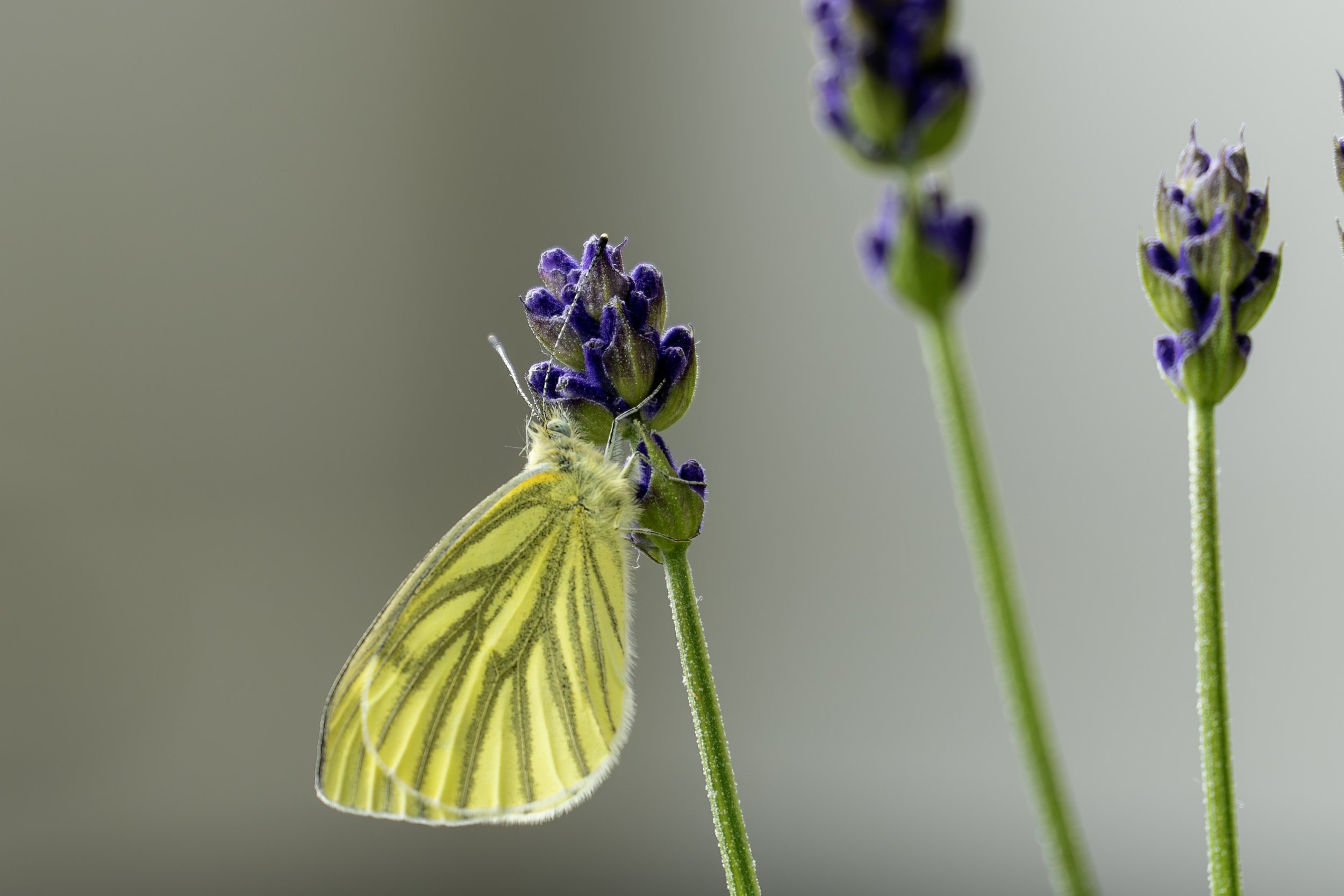 Sommerfugl på lavendel