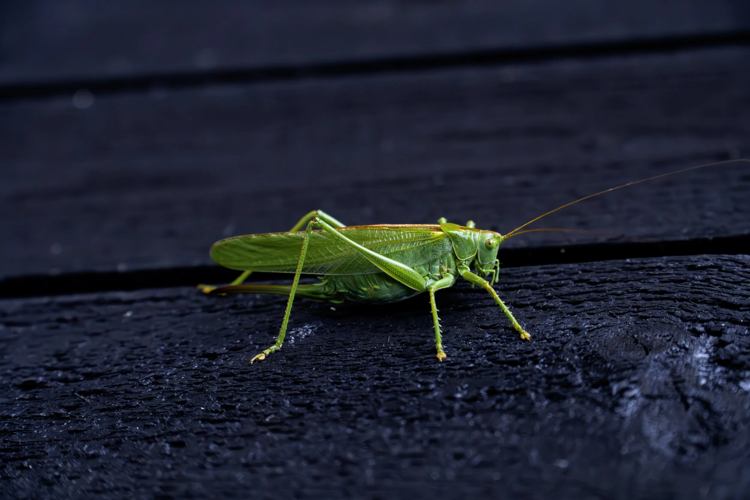 Norsk gresshoppe, Grimstad