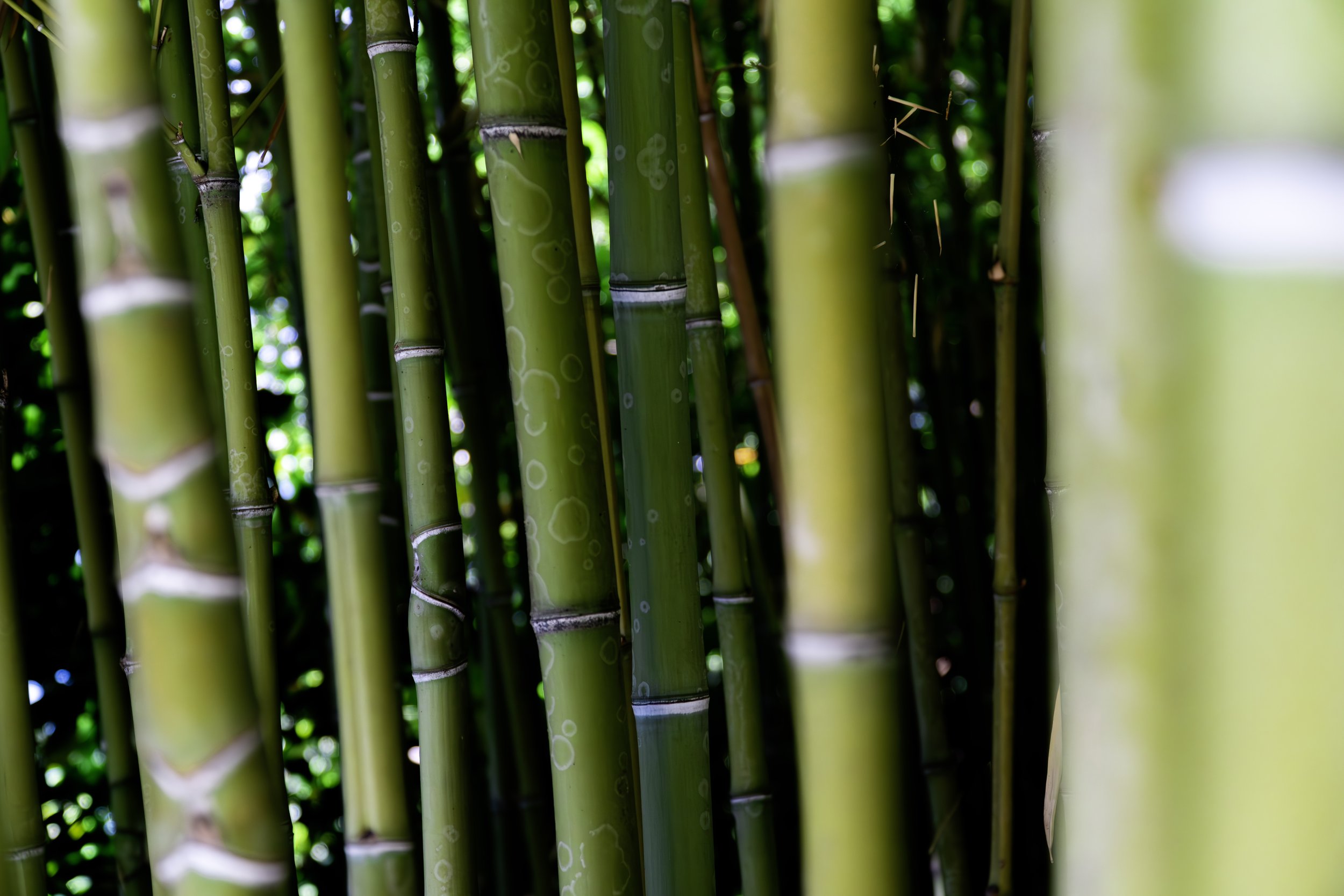 Bambushage i botanisk hage, Sør-Frankrike