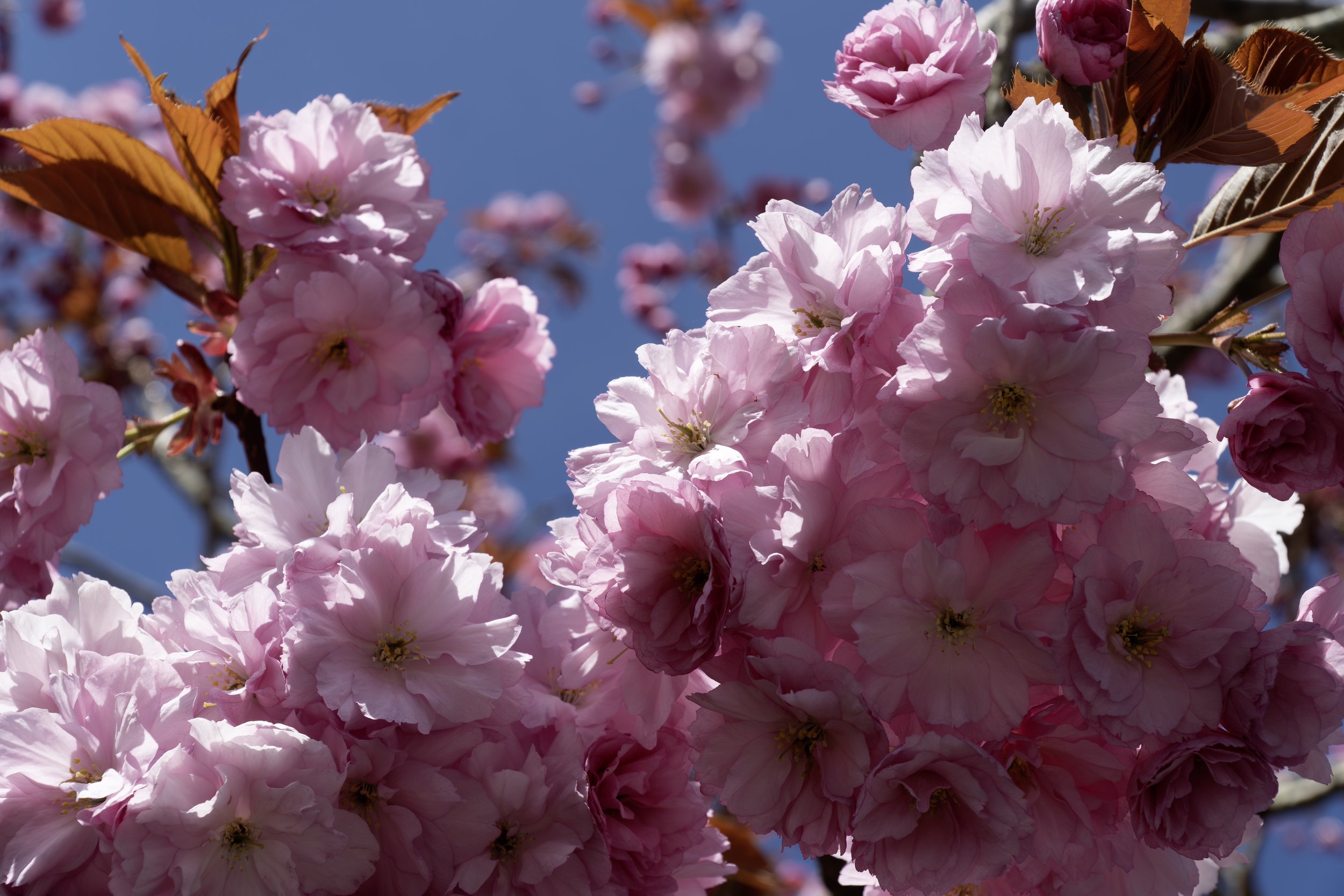 En vårdag på Tjensvoll
