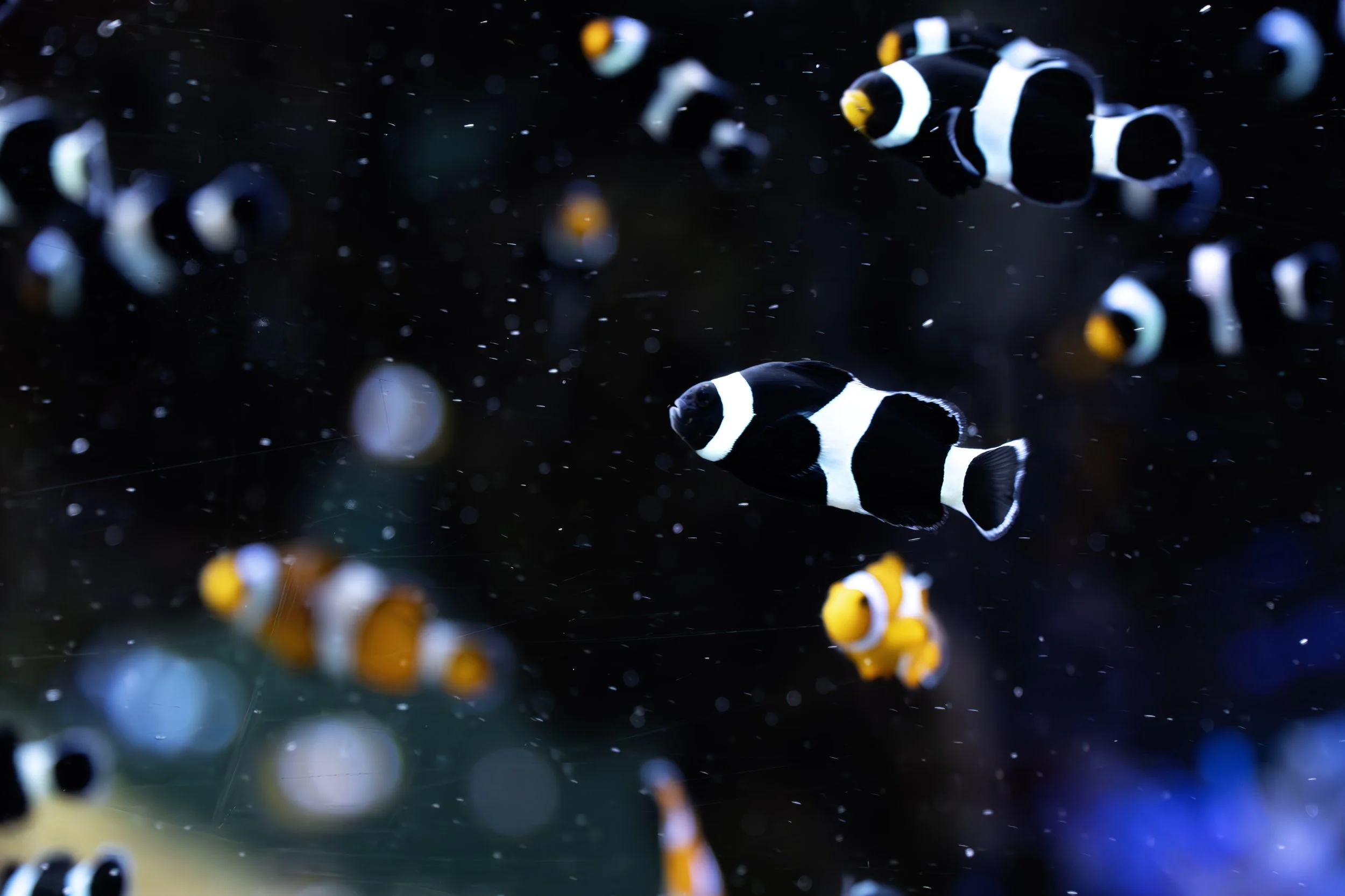 Klovnefisker, Aquariet i Monaco