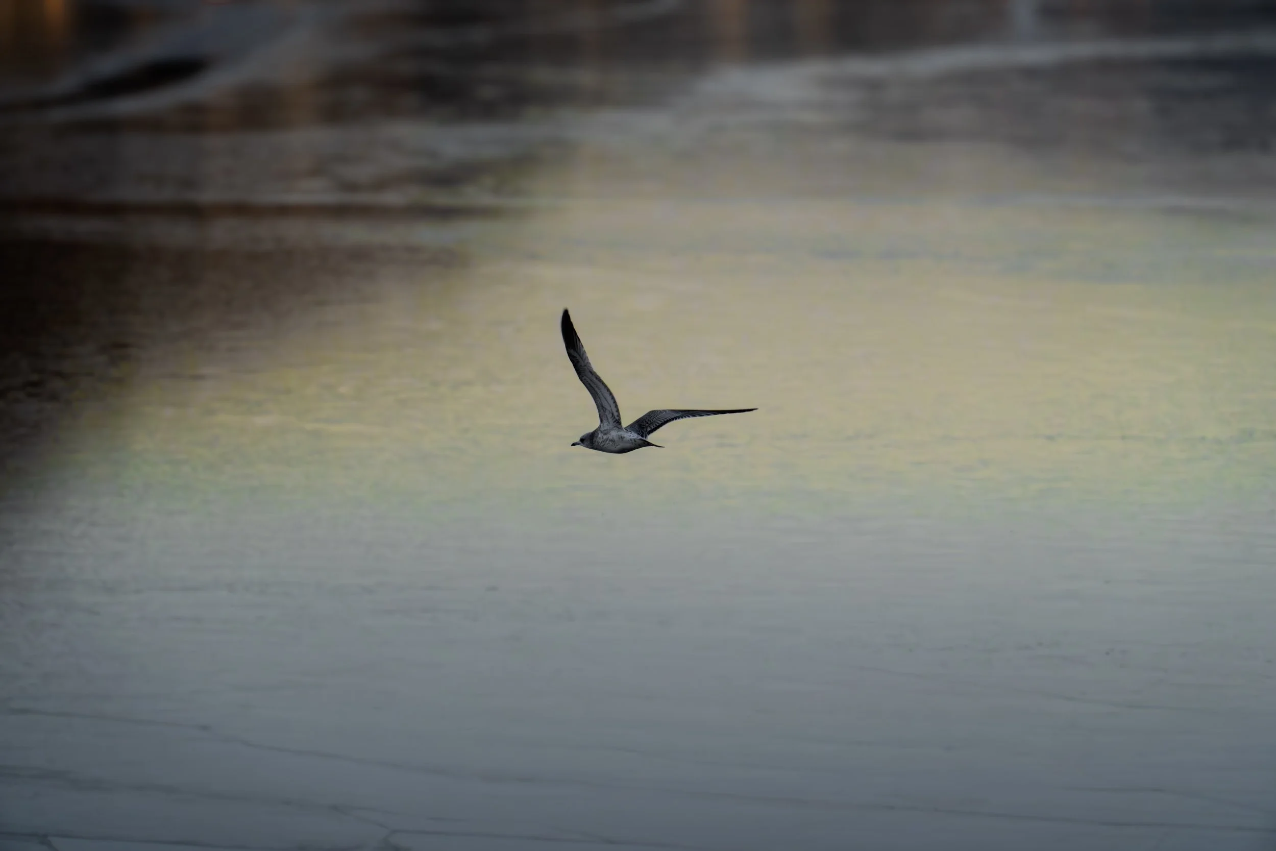 Måke på Jørpeland