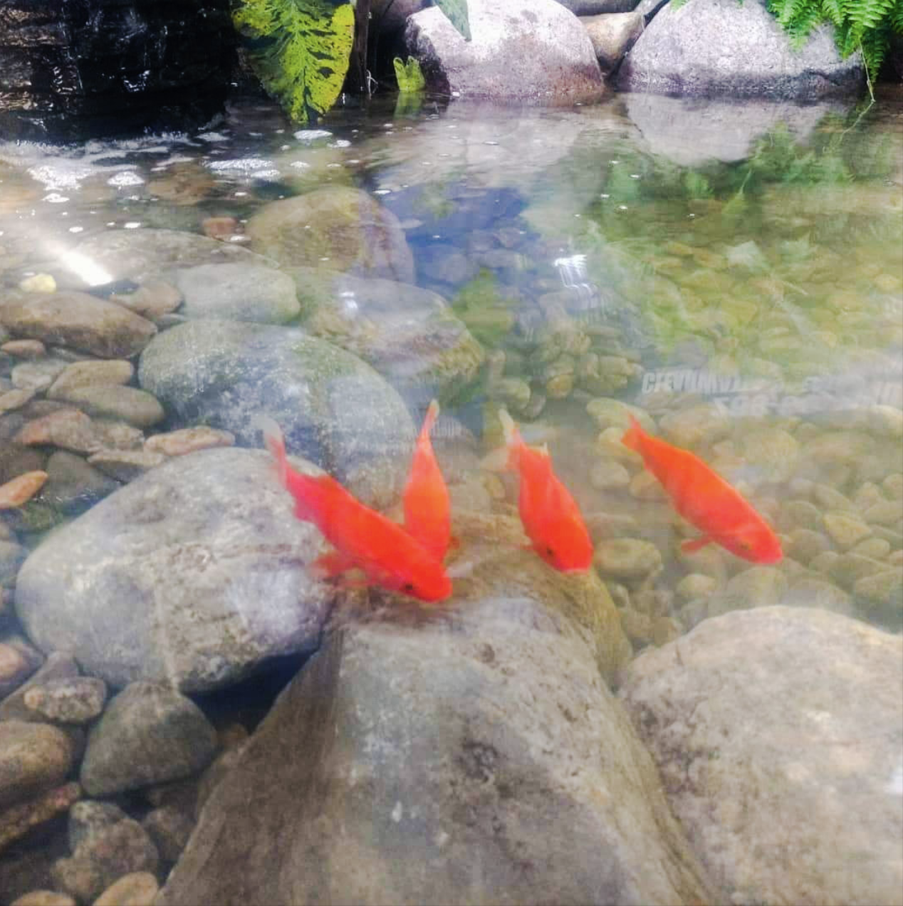 What Fish Can You Have in Backyard Ponds in Ontario?