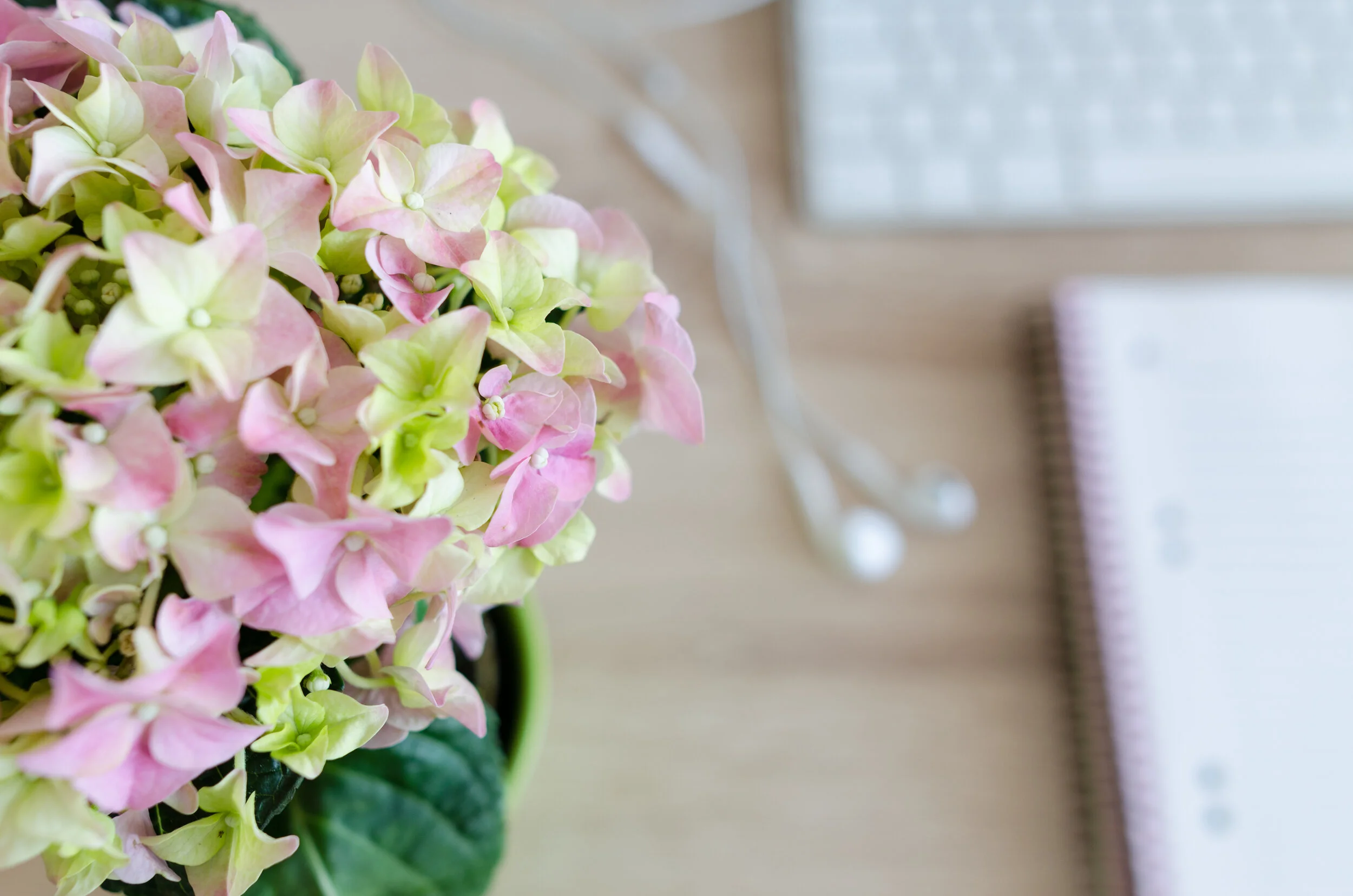 Close-up of pink and green hydrangea flowers on a table with a notebook and earphones in the background.