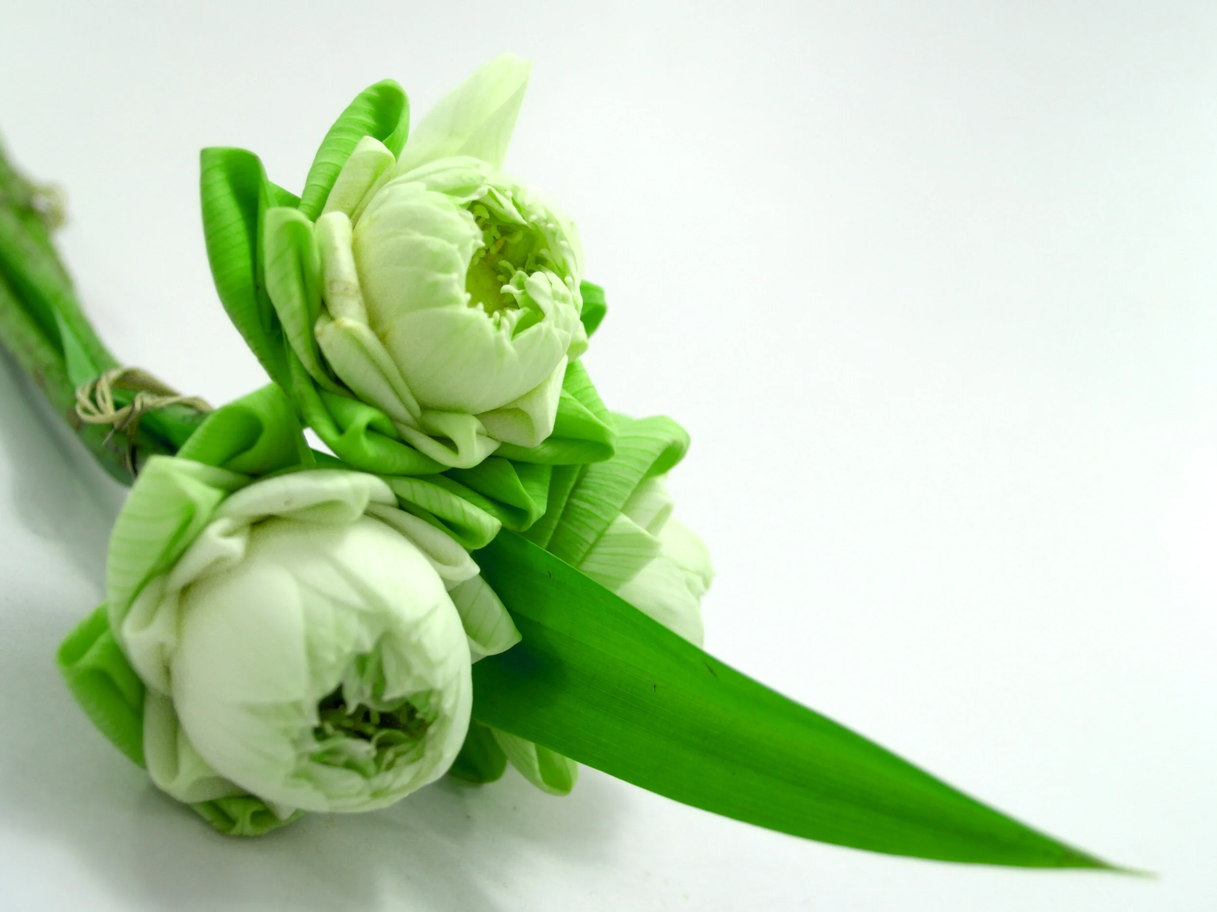 A small bouquet of white tulips with green leaves and stems on a white background.