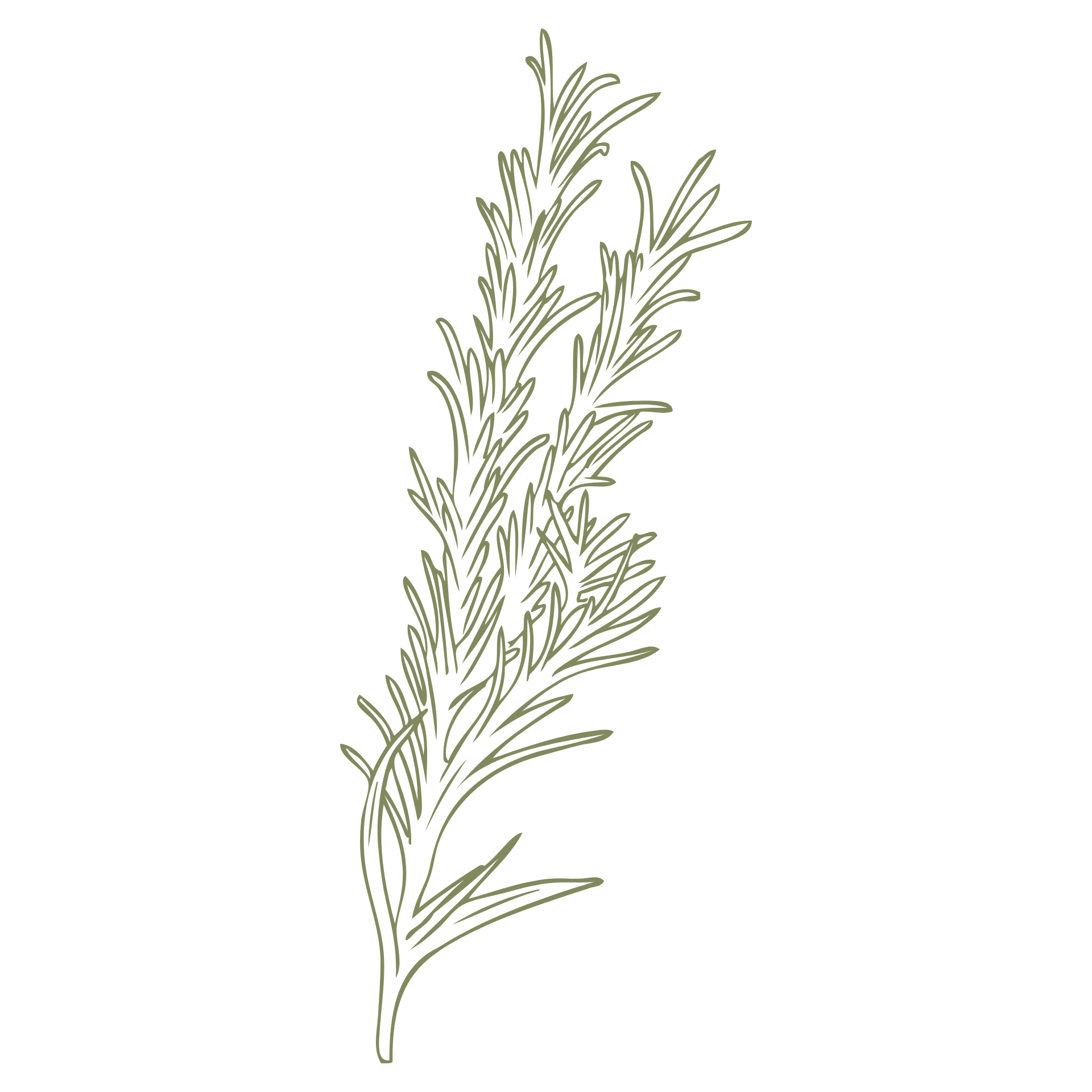A detailed illustration of a sprig of rosemary with green needle-like leaves against a black background.