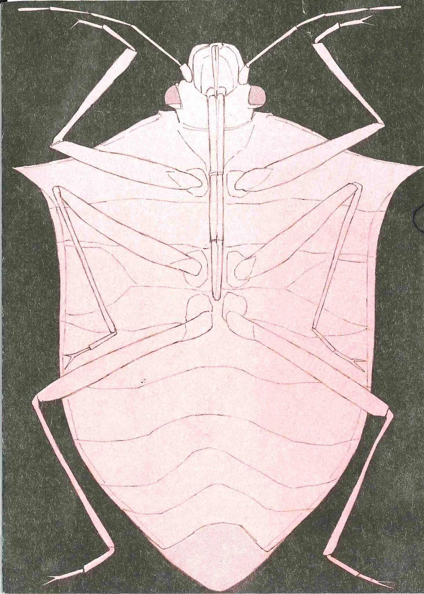 Hemelytra Photos for Website_Back Cover.jpg