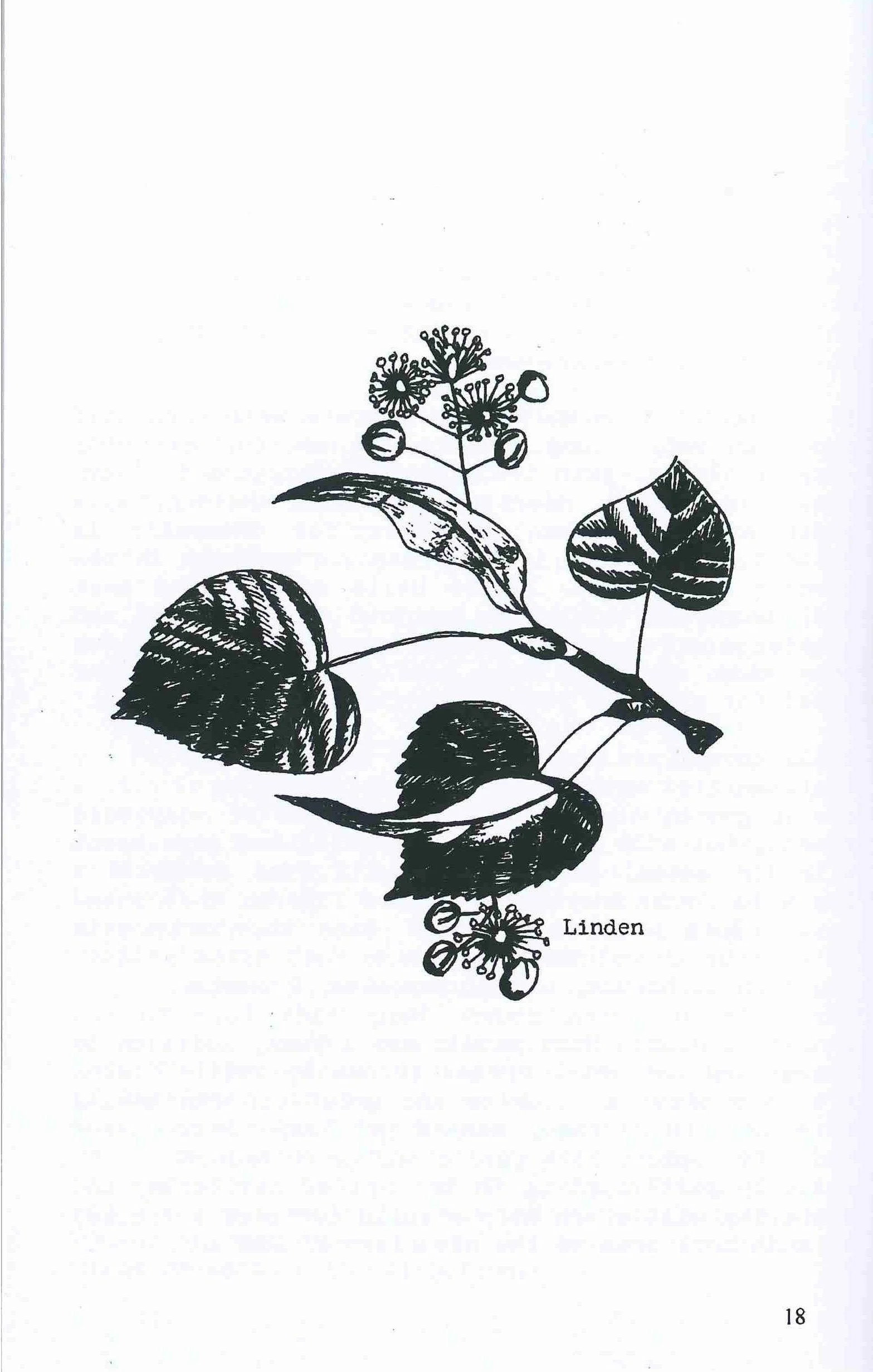 Fireweed_Page_18.jpg
