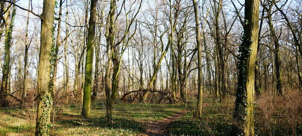 Waldgang