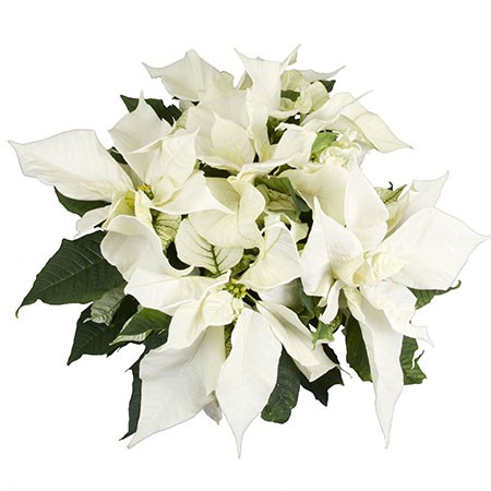 White.png