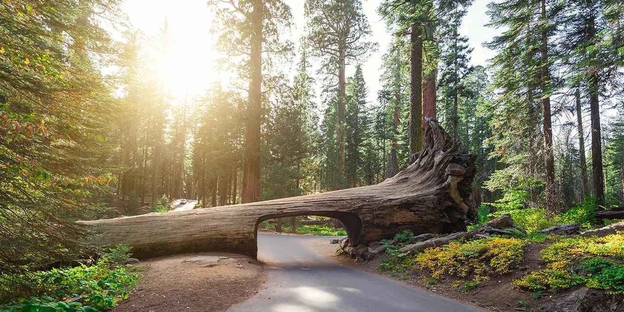 vc_ca101_nationalparks_sequoiakingsnationalparks_rf_673066812_1280x640.jpg