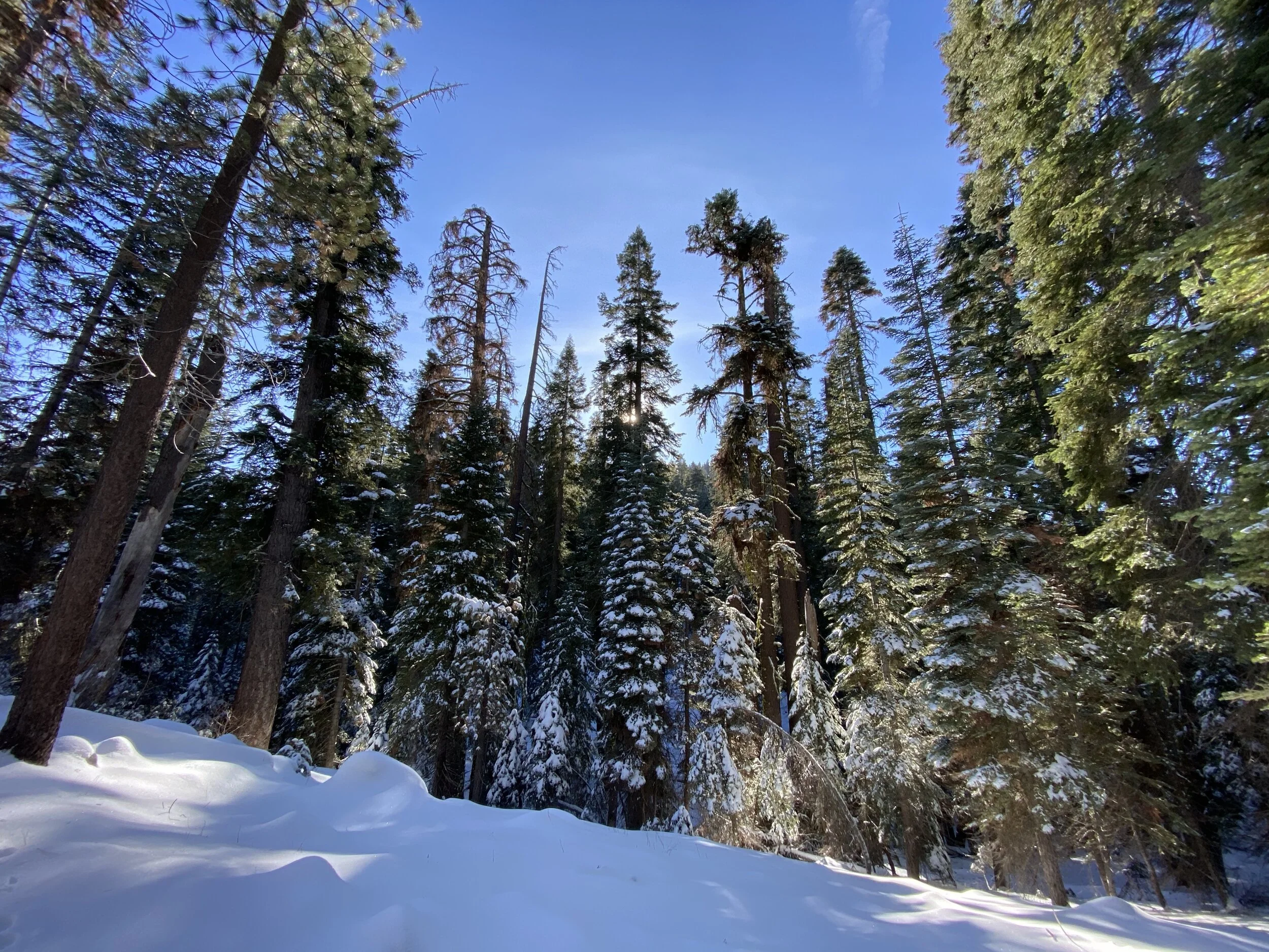 Snowshoeing Hiking Experience - Sequoia National Park 