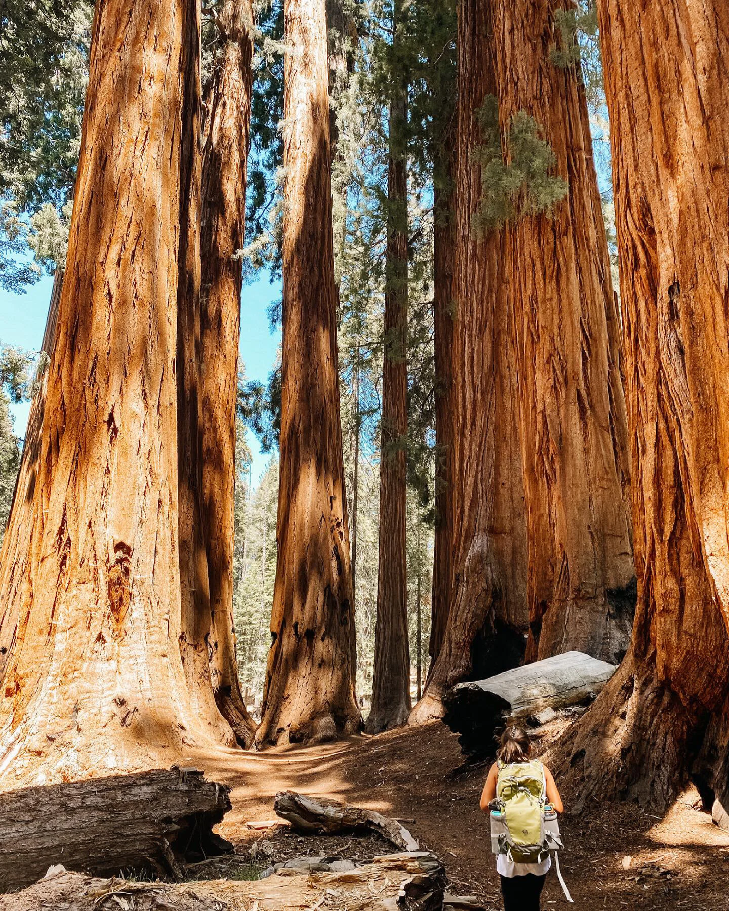 Giant Forest Guided Day Hike - Sequoia National Park 