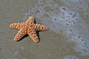 KOI Newsletter & Starfish Video