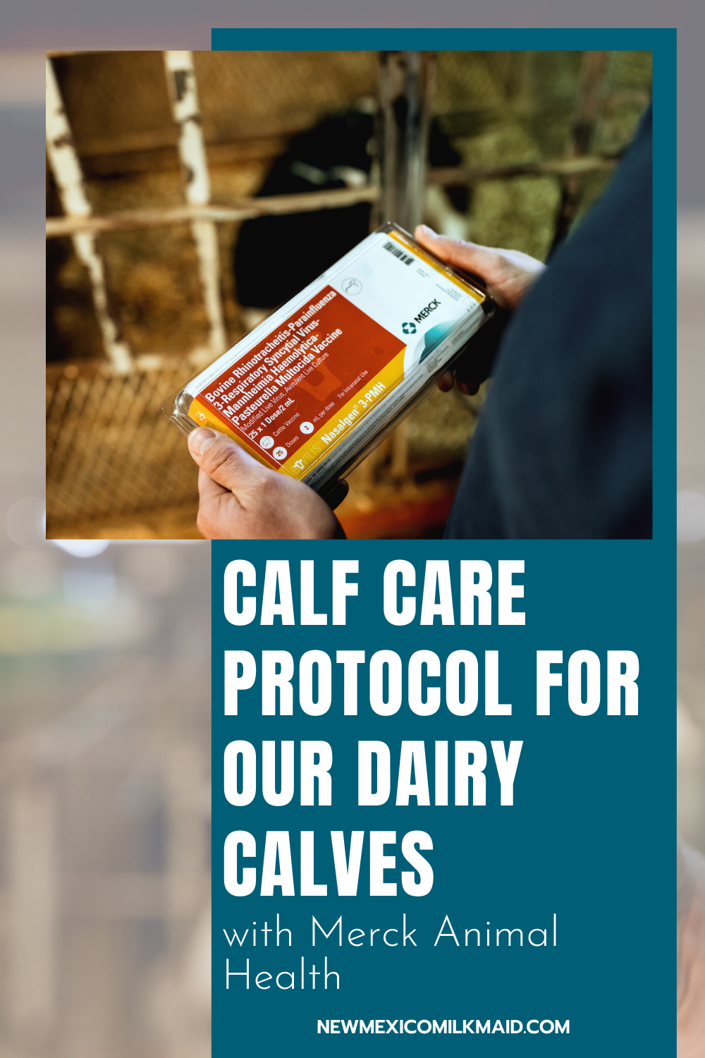 Calf Care Protocol for Our Dairy Calves with Merck Animal Health — Tara  Vander Dussen
