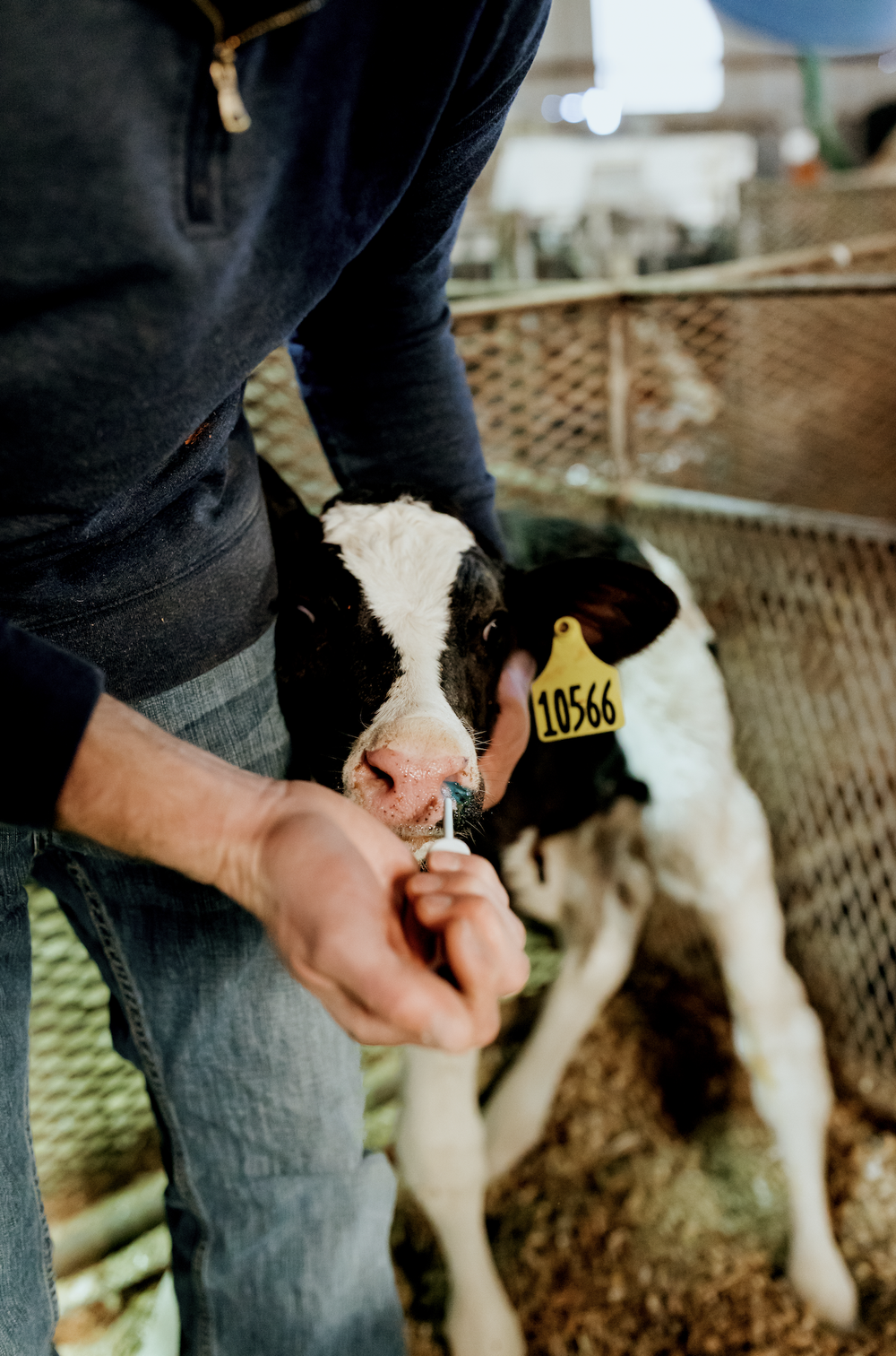Calf Care Protocol for Our Dairy Calves with Merck Animal Health — Tara  Vander Dussen