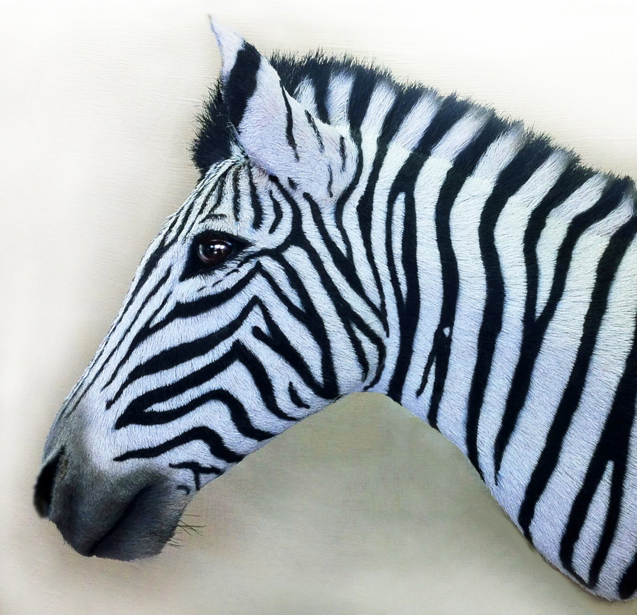 Zebra head - Wall sculpture.