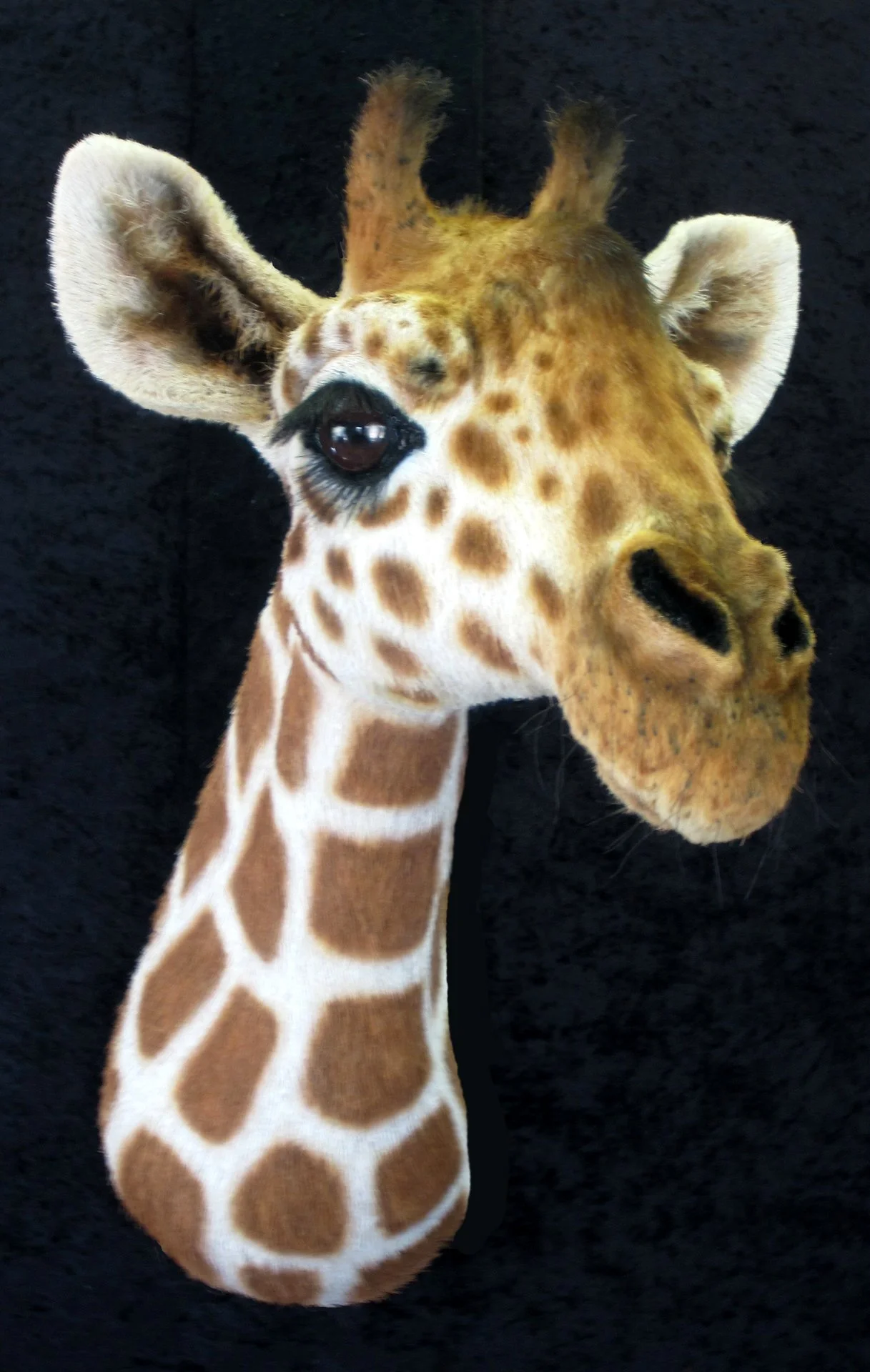 Baby Giraffe Head - Wall sculpture.
