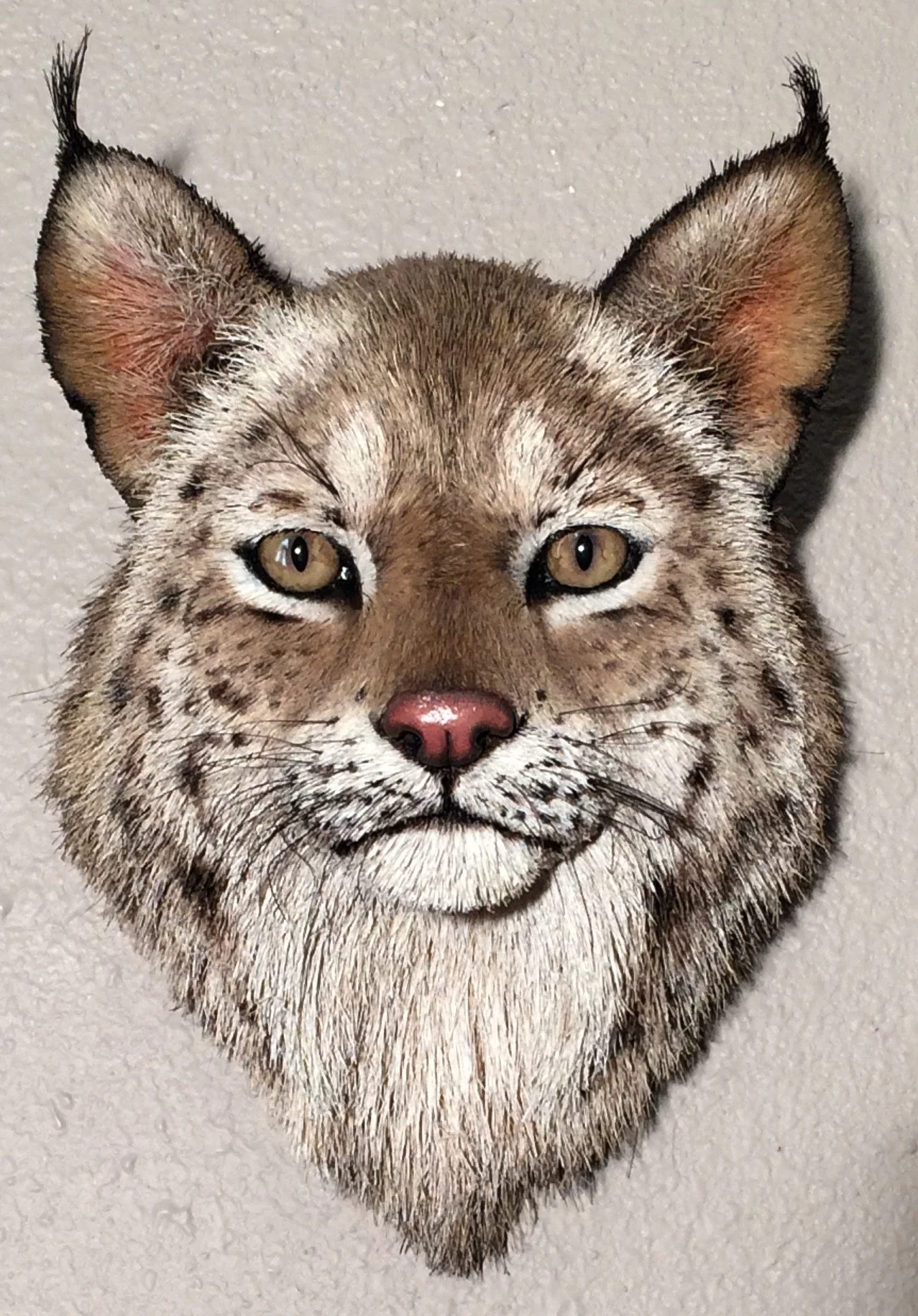 Bobcat Head - wall sculpture.