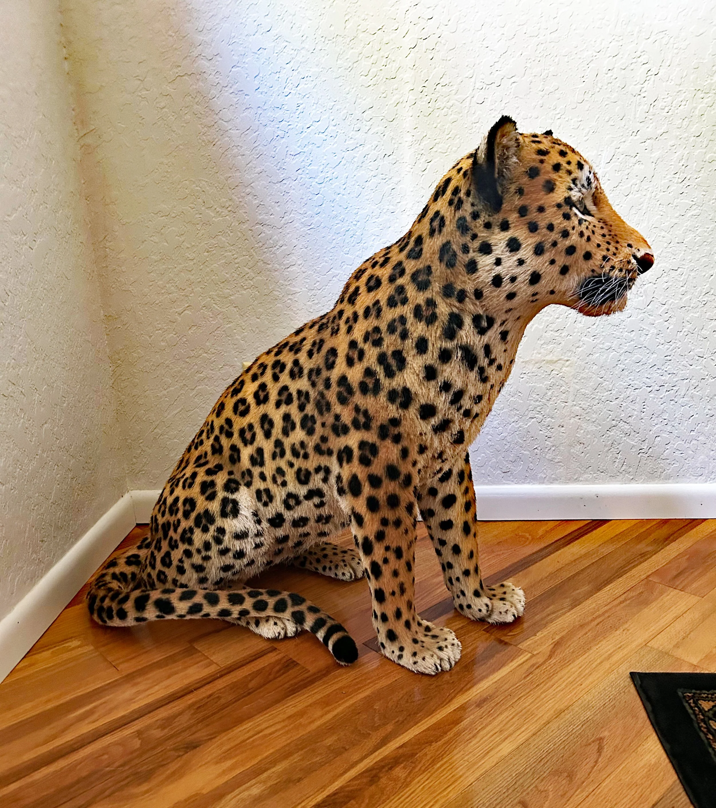 Adult sitting Leopard sculpture