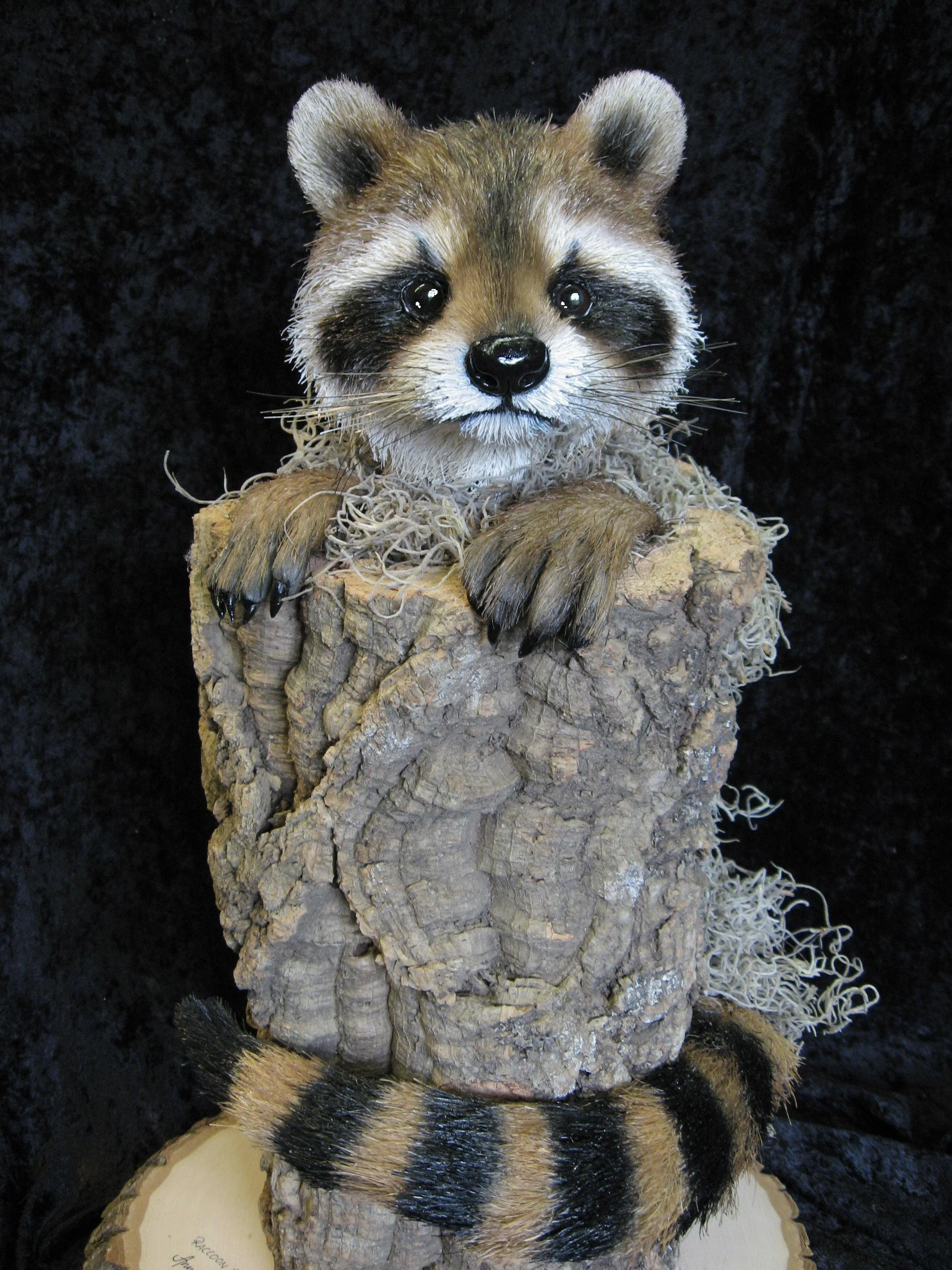 Raccoon sculpture in nature habitat.