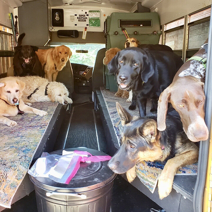 Double Dog Ranch Portland Oregon Shuttle home based dog boarding, luxury dog boarding oregon, dog retreat oregon.jpg