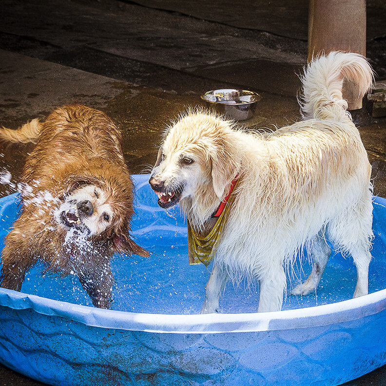 Double Dog Ranch Oregon dog boarders vancouver wa, longview wa dog boarding.jpg