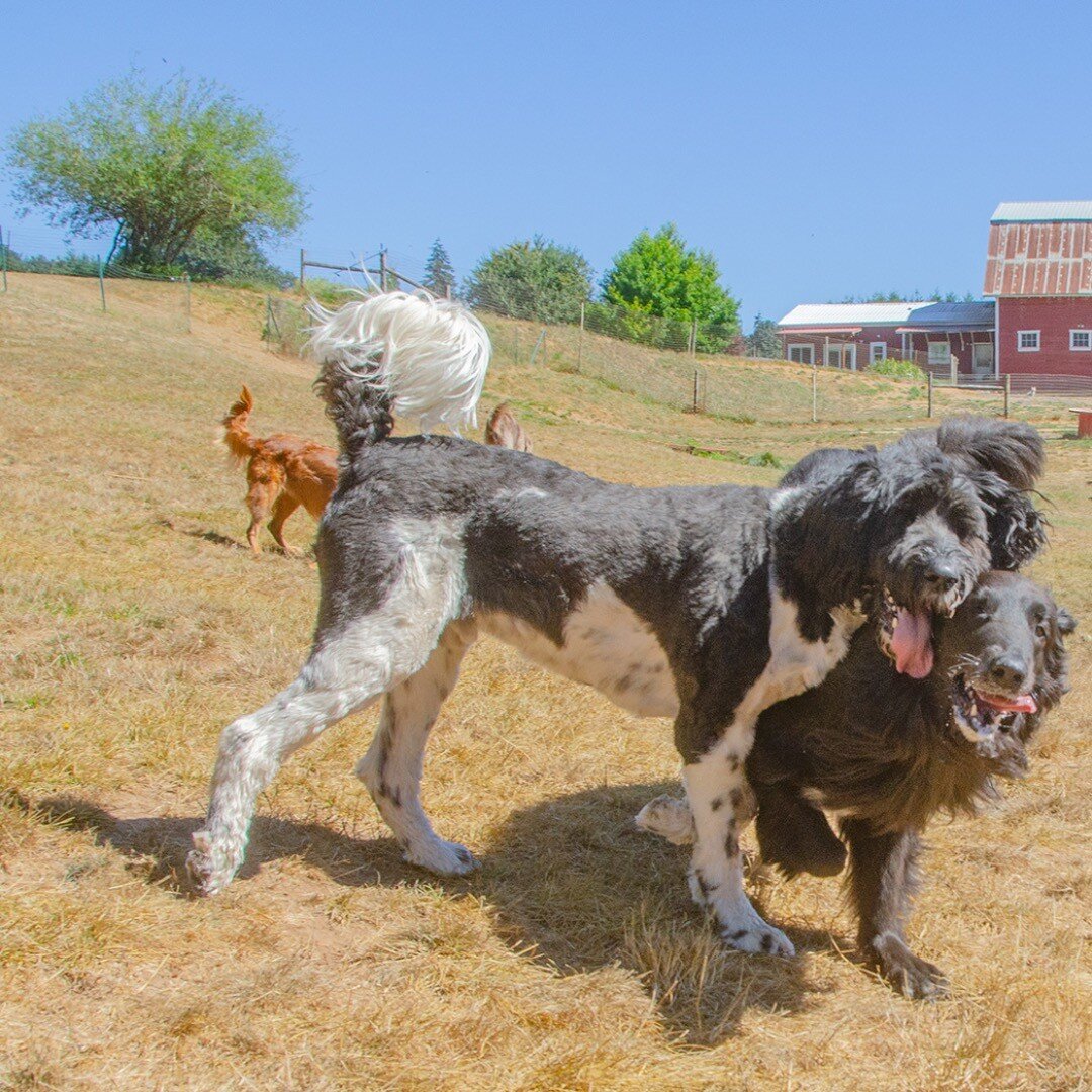 dogsofinstaworld #dogcamp #doggies #puplife #dogfun #norules #farmlife #farm #dogfriends #dogbuddies #doggo #doggos #doggosbeingdoggos #dogsbeingdogs #dogsbeingcute #weratedogs #dogranch #dogcamp #dogboarding #doubledogranch #doubledogranch_pnw #doub