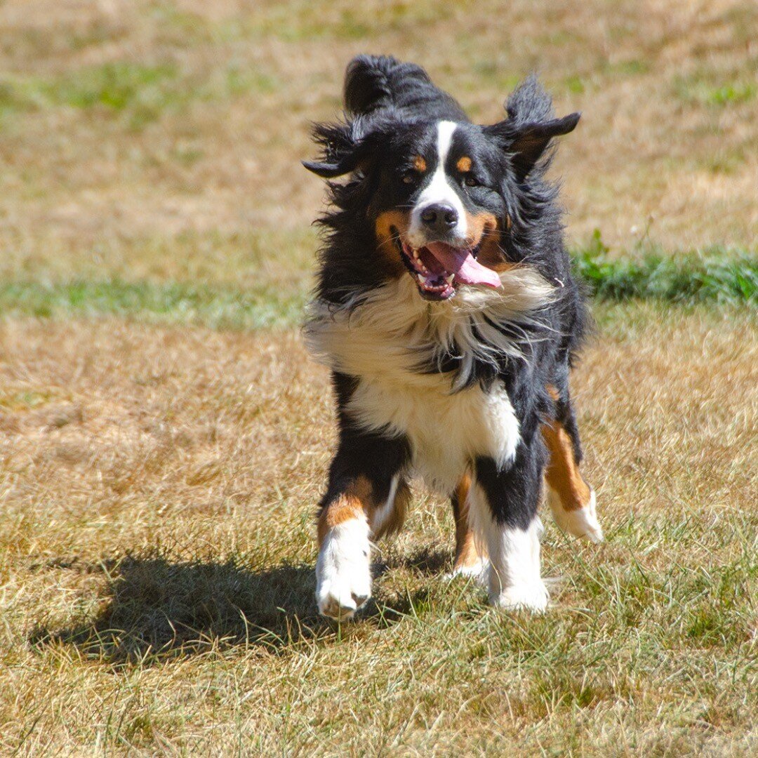 dogsofinstaworld #dogcamp #doggies #puplife #dogfun #norules #farmlife #farm #dogfriends #dogbuddies #doggo #doggos #doggosbeingdoggos #dogsbeingdogs #dogsbeingcute #weratedogs #dogranch #dogcamp #dogboarding #doubledogranch #doubledogranch_pnw #doub