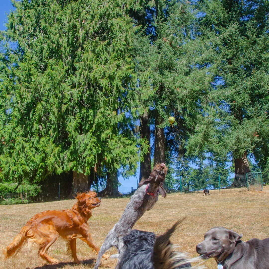 dogsofinstaworld #dogcamp #doggies #puplife #dogfun #norules #farmlife #farm #dogfriends #dogbuddies #doggo #doggos #doggosbeingdoggos #dogsbeingdogs #dogsbeingcute #weratedogs #dogranch #dogcamp #dogboarding #doubledogranch #doubledogranch_pnw #doub