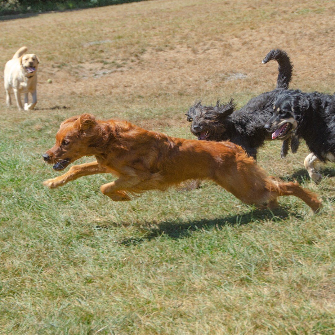 dogsofinstaworld #dogcamp #doggies #puplife #dogfun #norules #farmlife #farm #dogfriends #dogbuddies #doggo #doggos #doggosbeingdoggos #dogsbeingdogs #dogsbeingcute #weratedogs #dogranch #dogcamp #dogboarding #doubledogranch #doubledogranch_pnw #doub