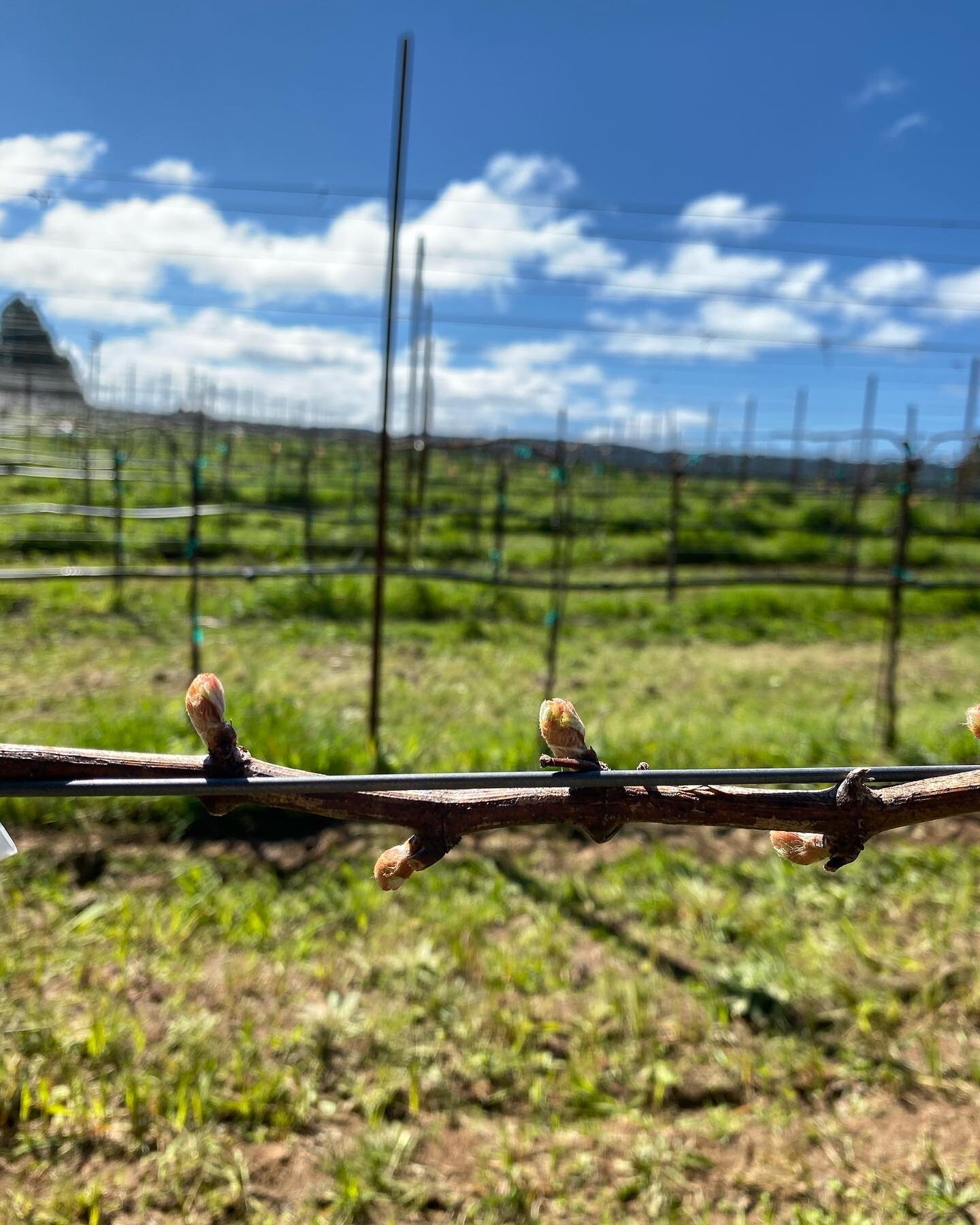 A new growing season begins at Wentworth Vineyard as we review verticals from the both Nash Mill and Wentworth with market partners @moorebrotherswinecompany and @martignetticompanies