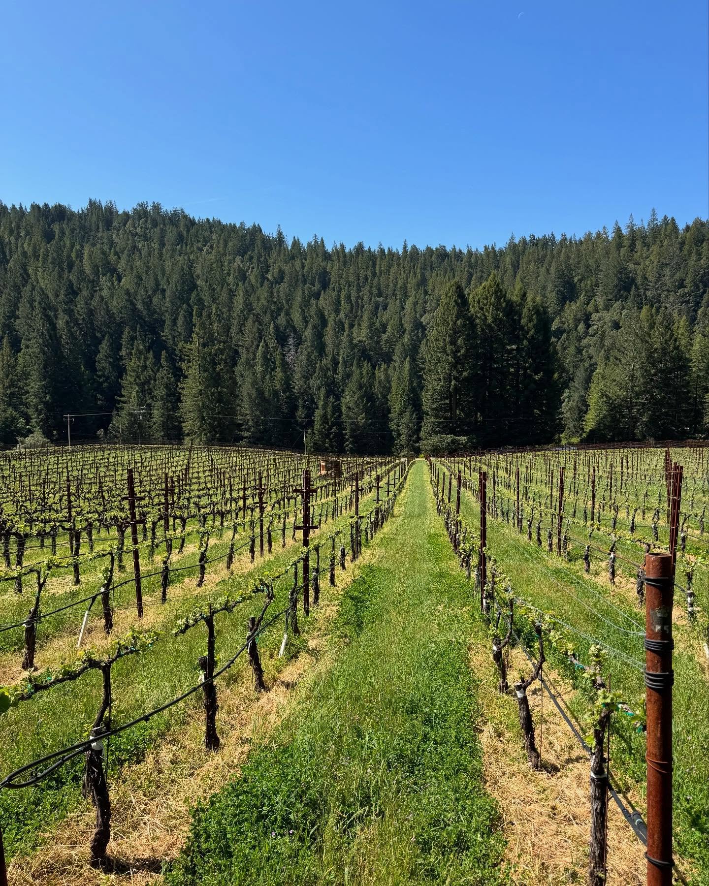 It has been a Beautiful Earthday in the Anderson Valley and Mendocino Ridge AVAs. The new growth is looking great and suckering is now underway as the 2025 growing season continues 🍇 ❤️ 🌲 ⛰️ 🌊