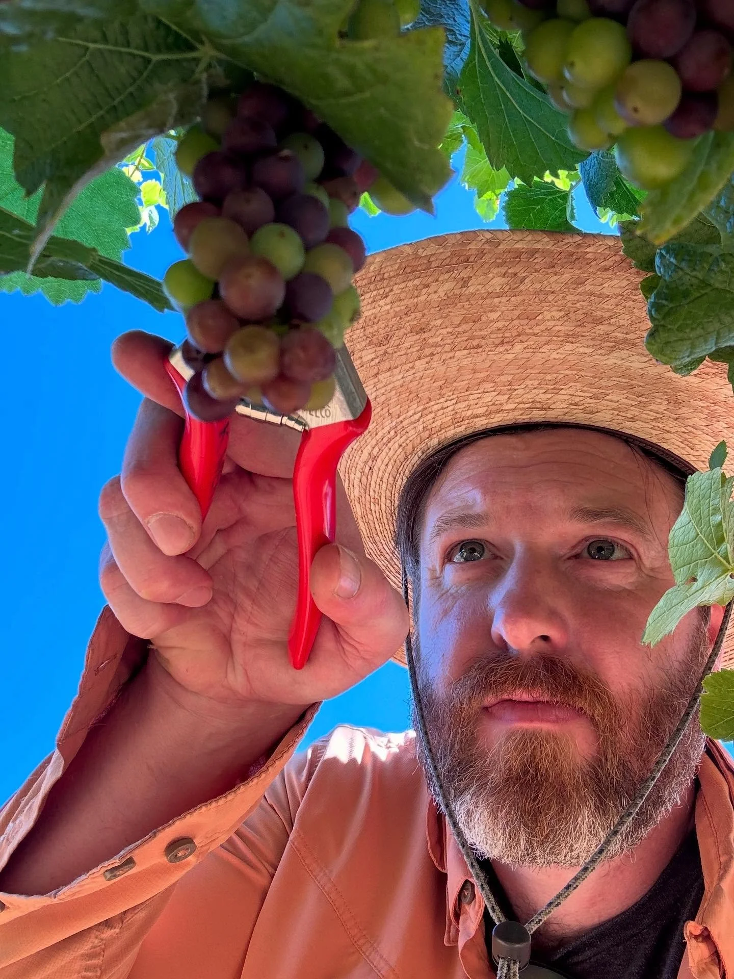 In addition to the special high elevation maritime terroir here, the human dimension is essential to crafting the best wines from our sites.  Farming intentionally in keeping with organic and regenerative practices means taking the right actions and 