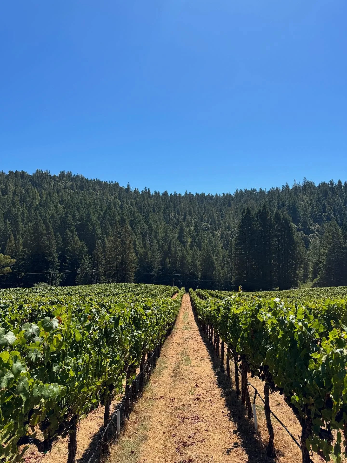 The grapes at Nash Mill and Abel are moving along nicely thanks to the favorable weather conditions recently.. Photos 1-3 are at Nash Mill and 4-5 at Abel earlier today.  We are pleased with how flavors are developing in our Estate Anderson Valley vi